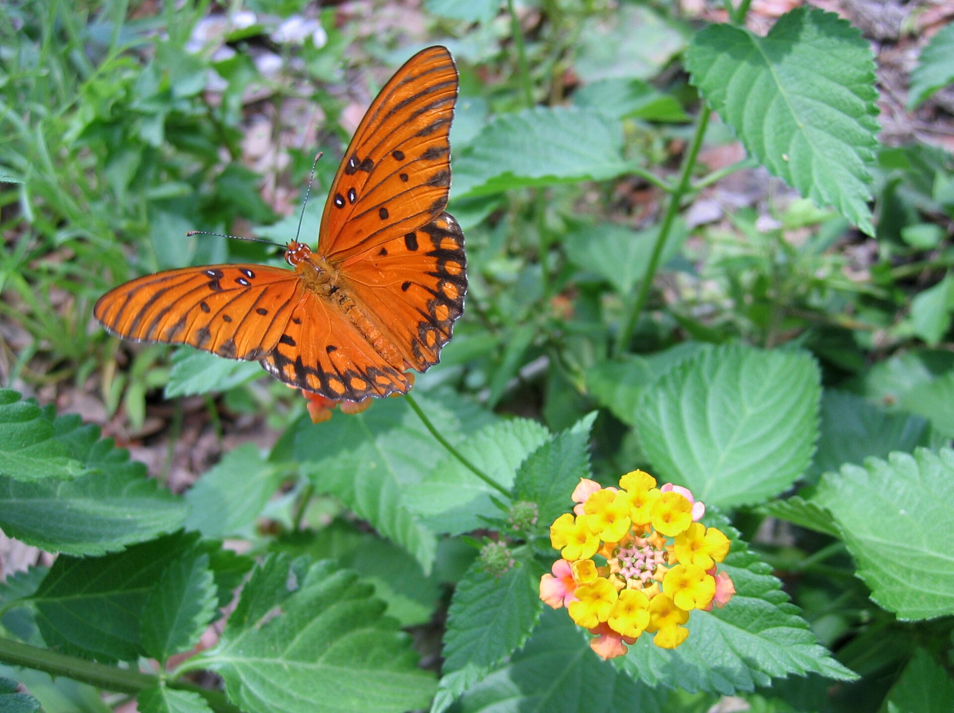 Butterflies and Moths