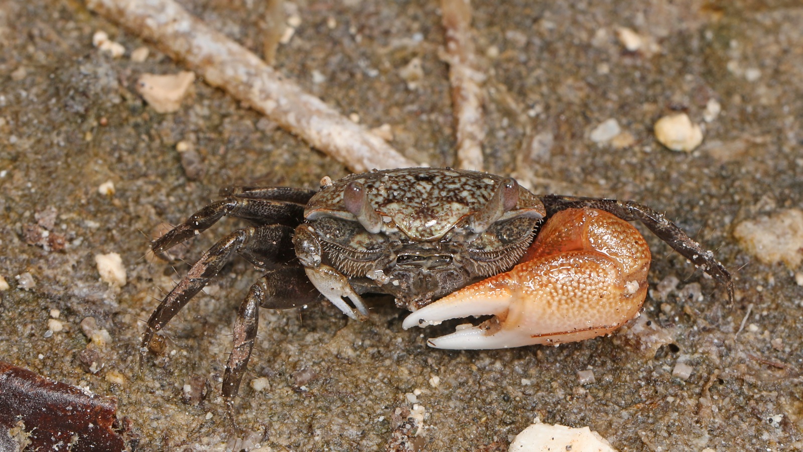 Crustacean