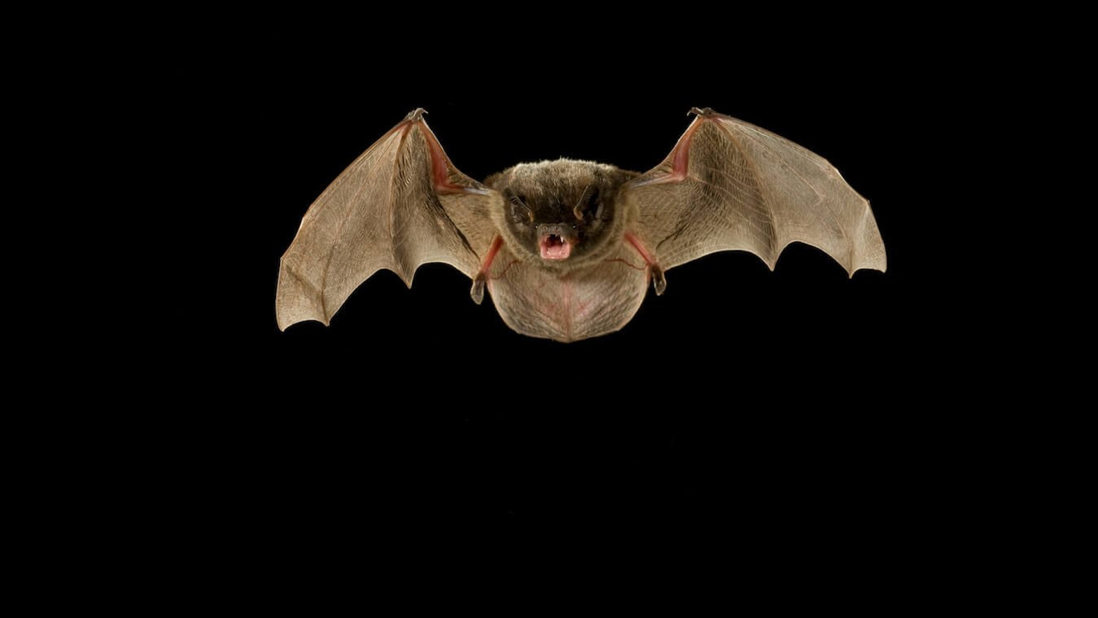 Silver-haired bat in flight against a dark background