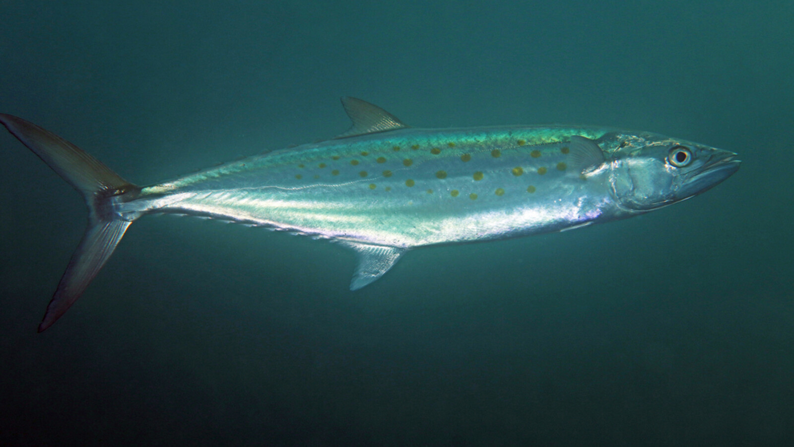 Fish
