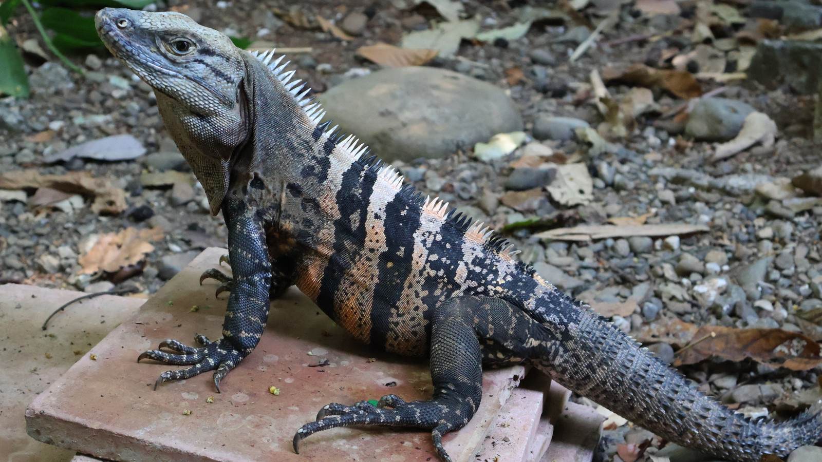 Adult black spiny-tailed iguana showing dark bands and a spiny tail