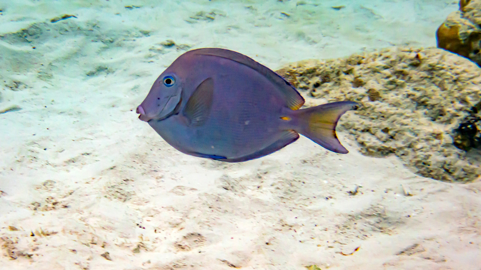 Blue tang with visible yellow caudal spine above pale reef bottom