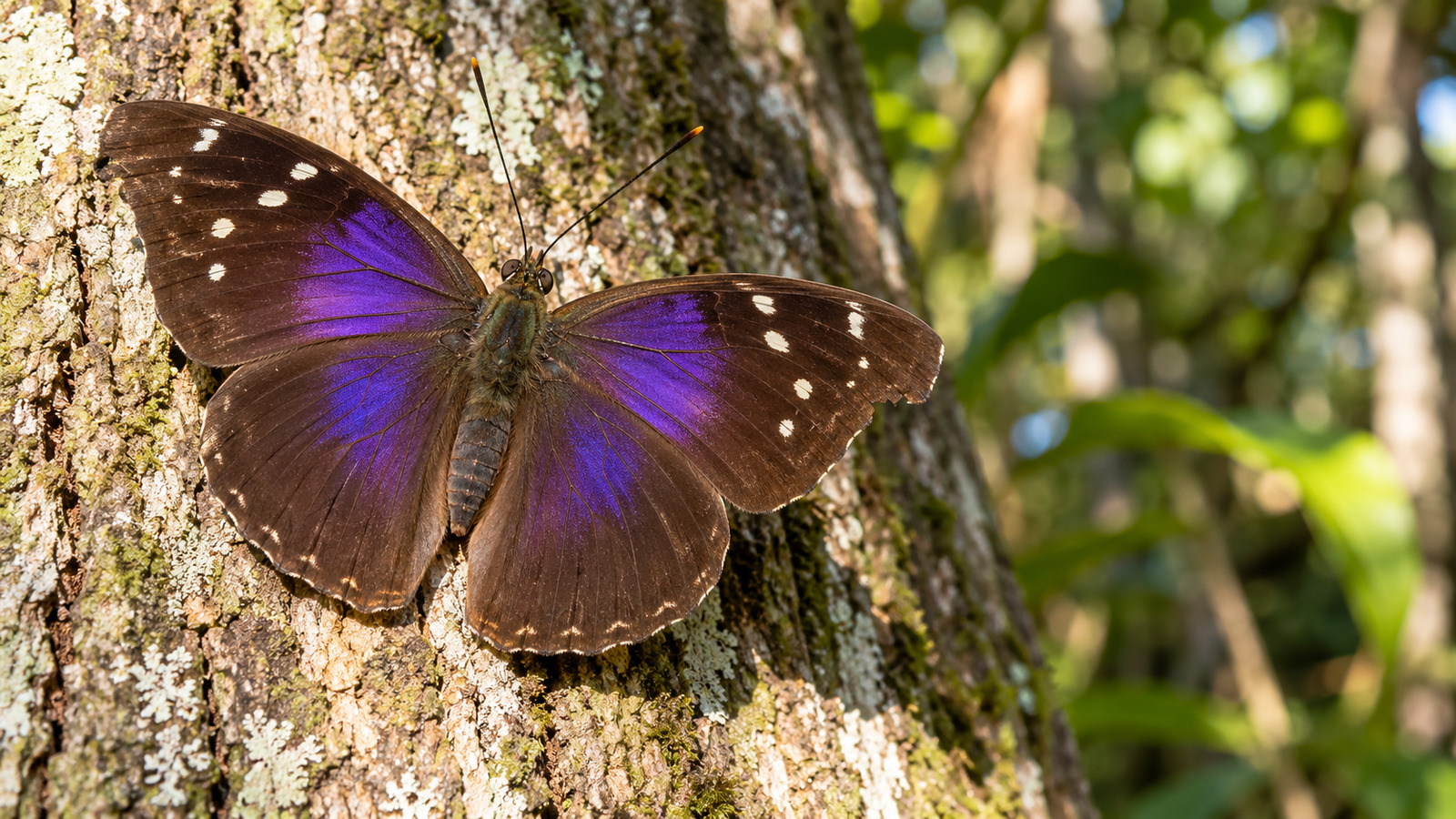 Adult male Florida Purplewing displaying violet-iridescent brown wings on a tree trunk in a South Florida hardwood hammock