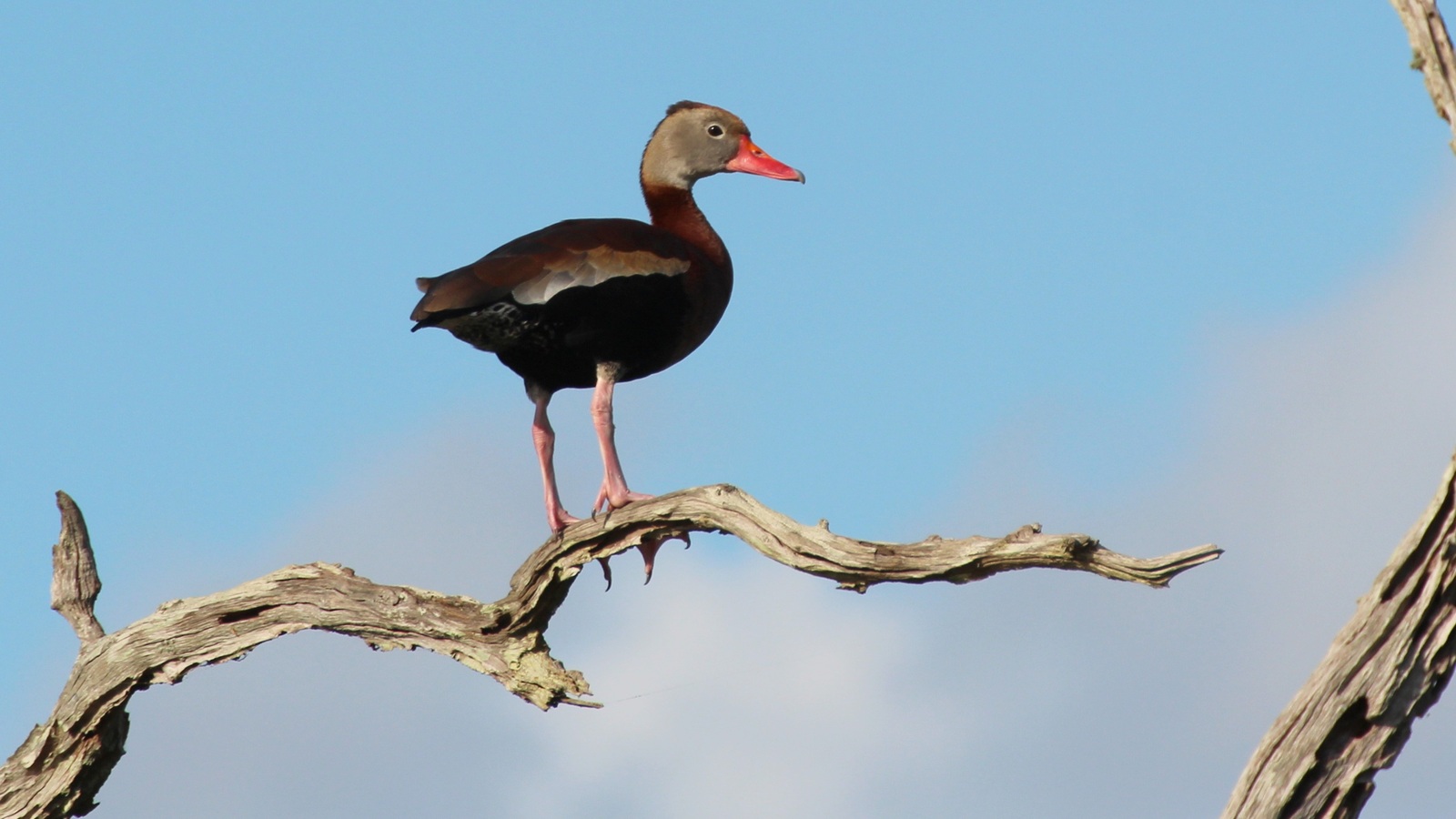 Detailed view of Black-Bellied Whistling-Duck