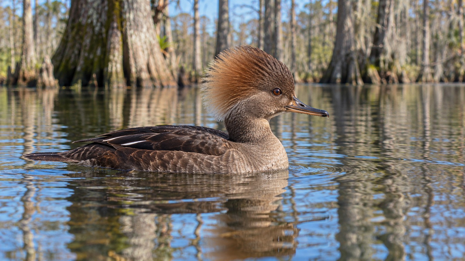 Female Hooded Merganser with cinnamon crest swimming in a Florida cypress pond