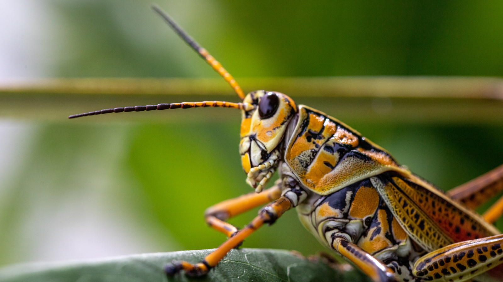 Southeastern Lubber Grasshopper in characteristic Florida habitat