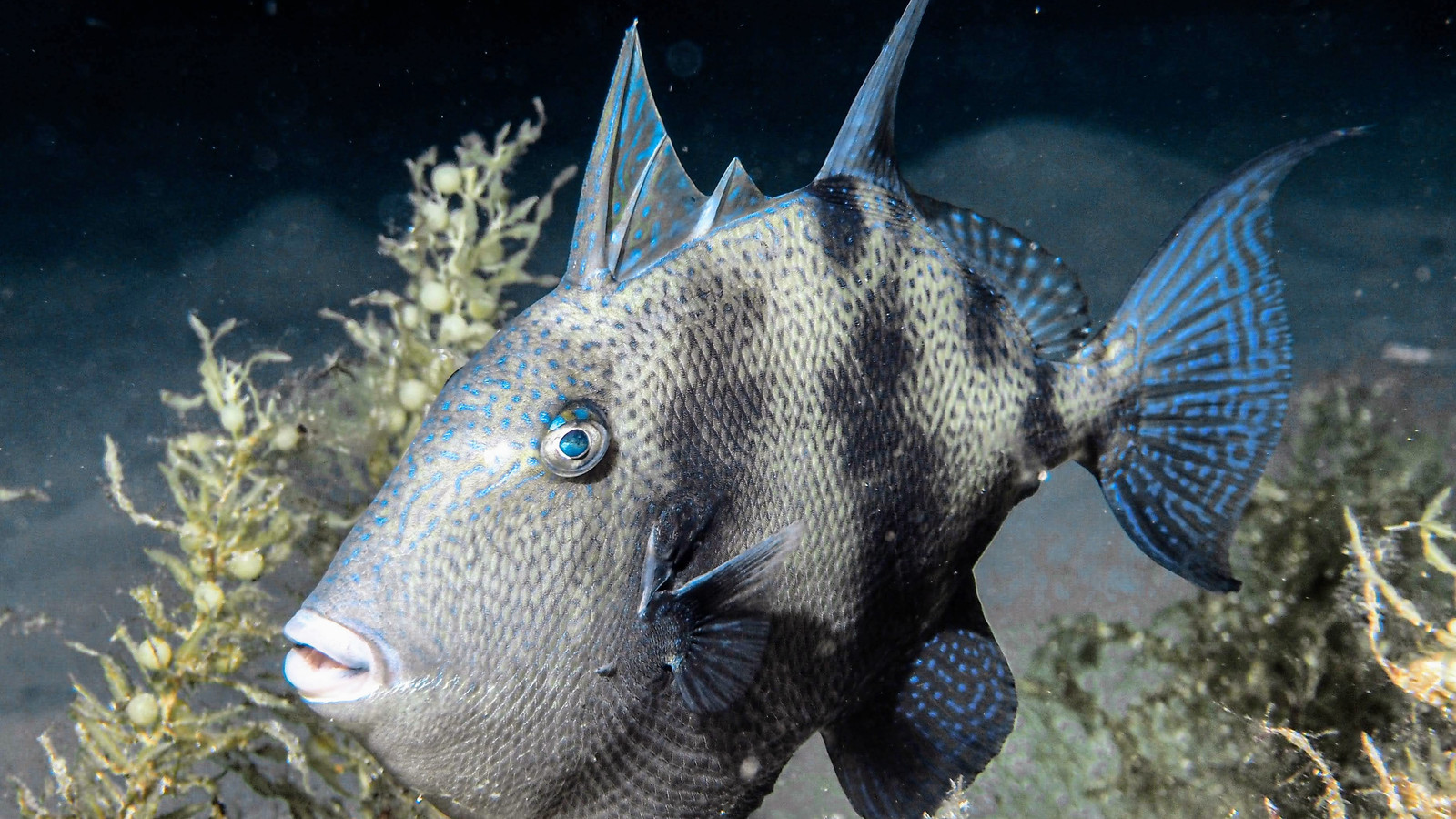Adult gray triggerfish with blue facial markings swimming underwater