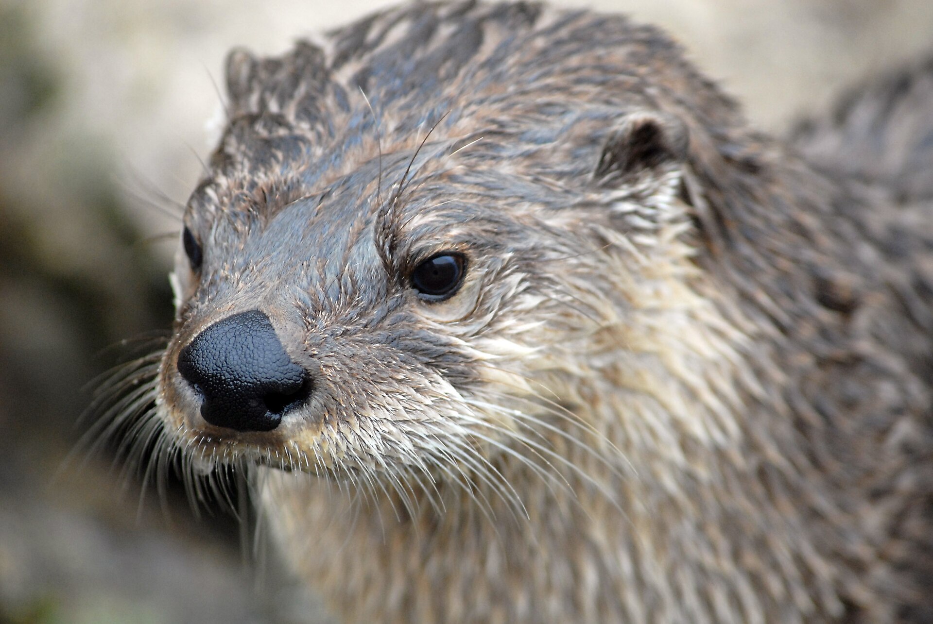 Mammals