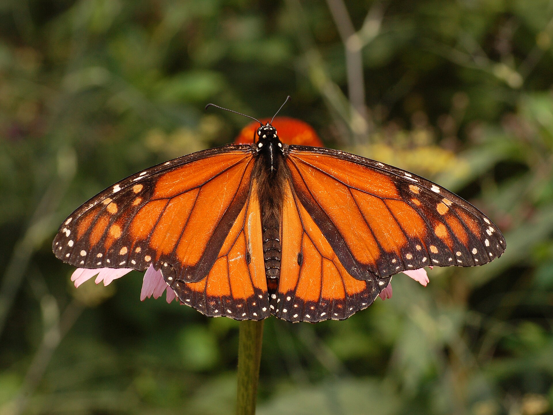 Second view of Monarch Butterfly