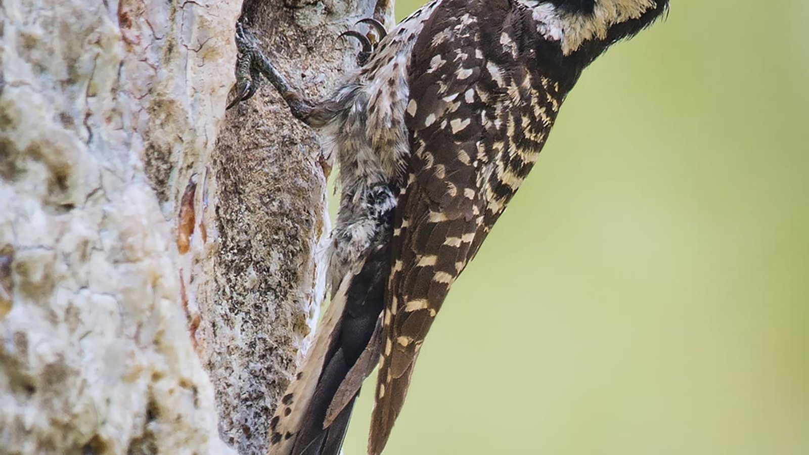 Detailed identification view of Red-Cockaded Woodpecker