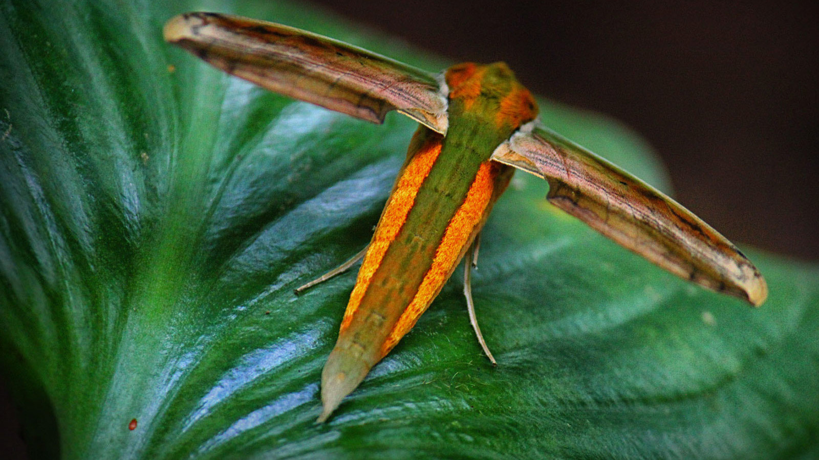 Tersa sphinx moth seen from above on a green leaf, showing long narrow wings and orange-striped body