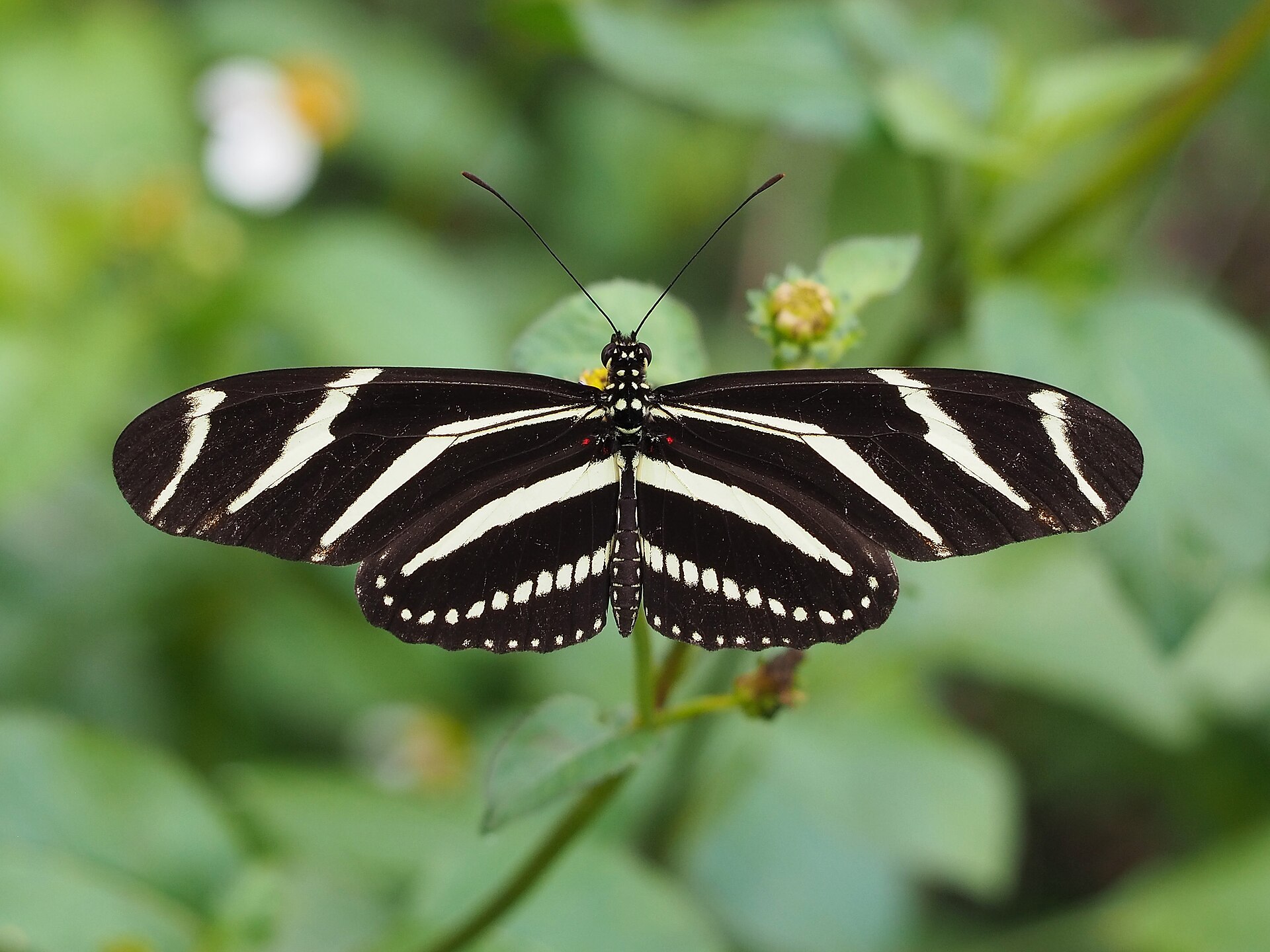 Butterflies and Moths