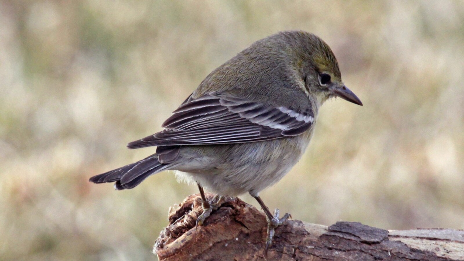 Female Pine Warbler perched on a weathered log
