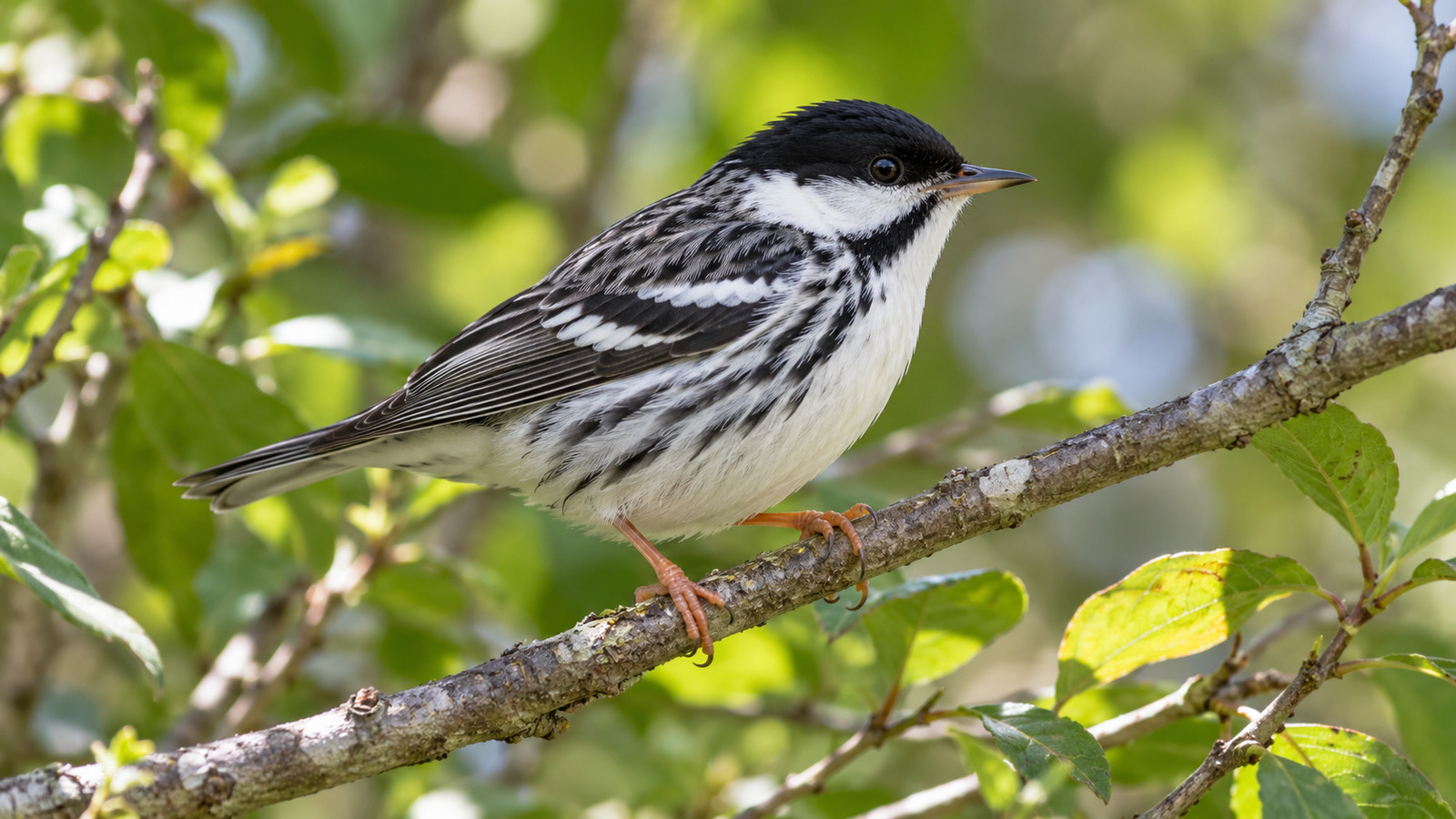 Breeding male Blackpoll Warbler resting in a leafy Florida coastal hammock during spring migration