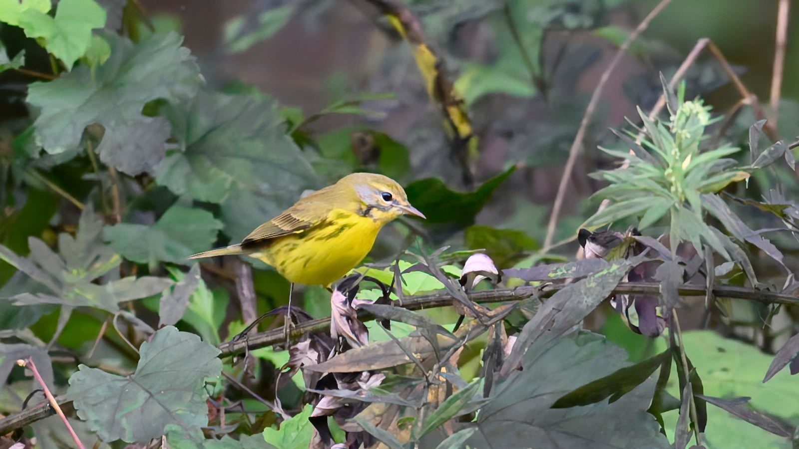 Prairie warbler foraging in dense green vegetation