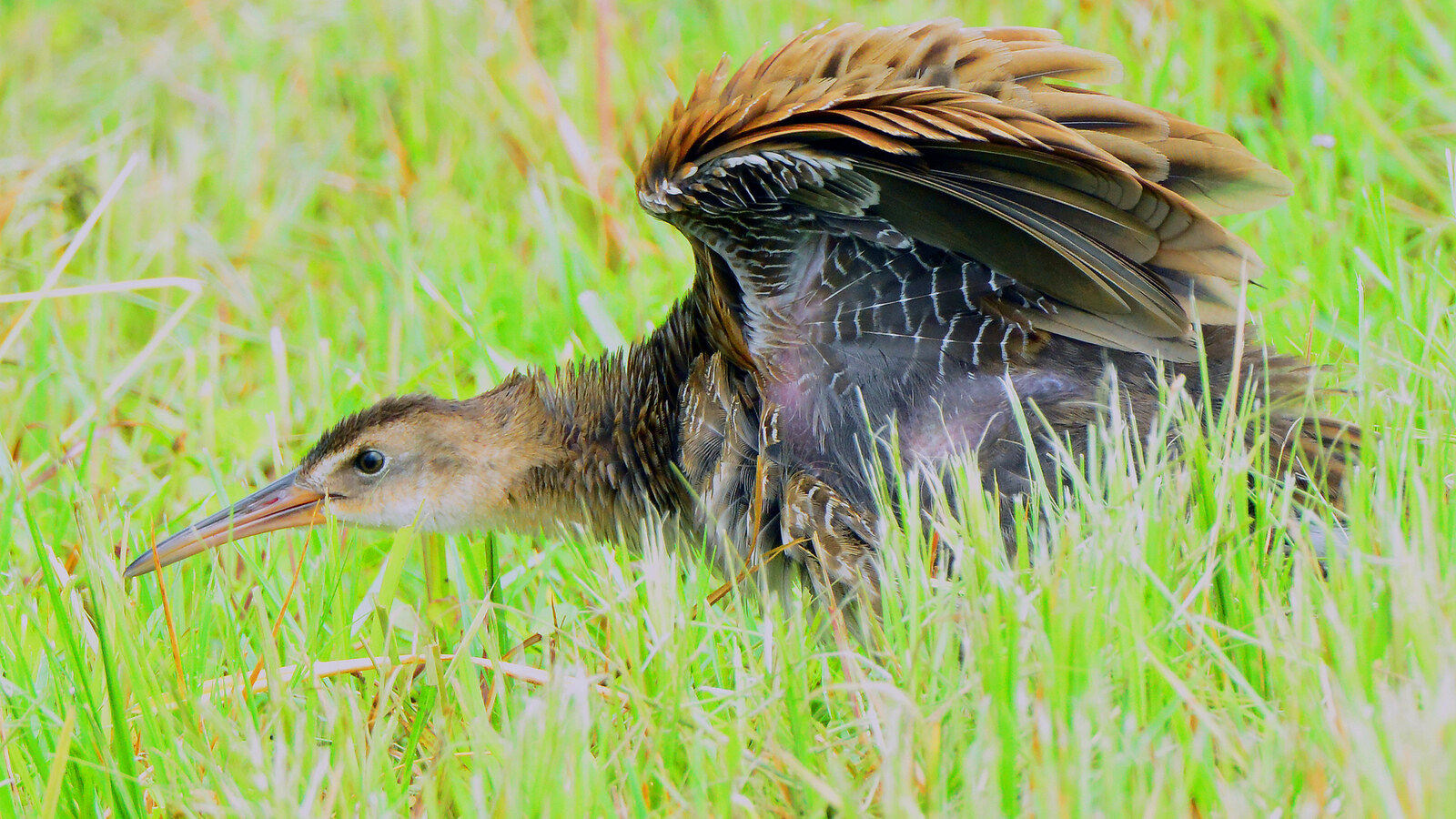 Bird
