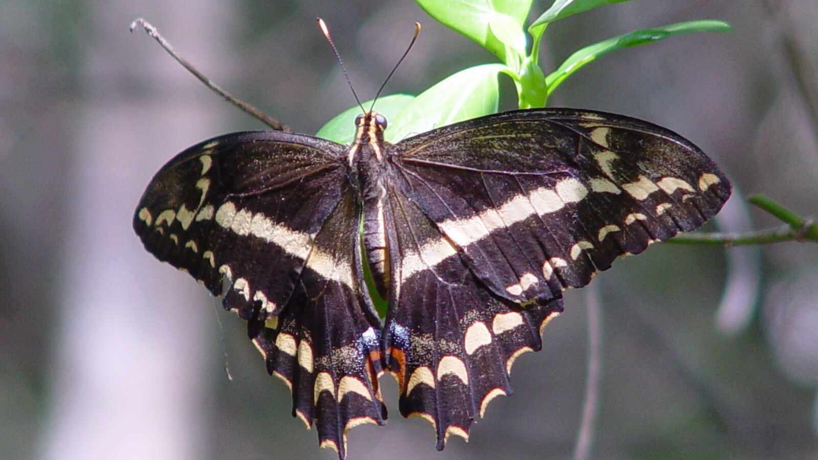 Schaus' Swallowtail perched with black and cream wings open