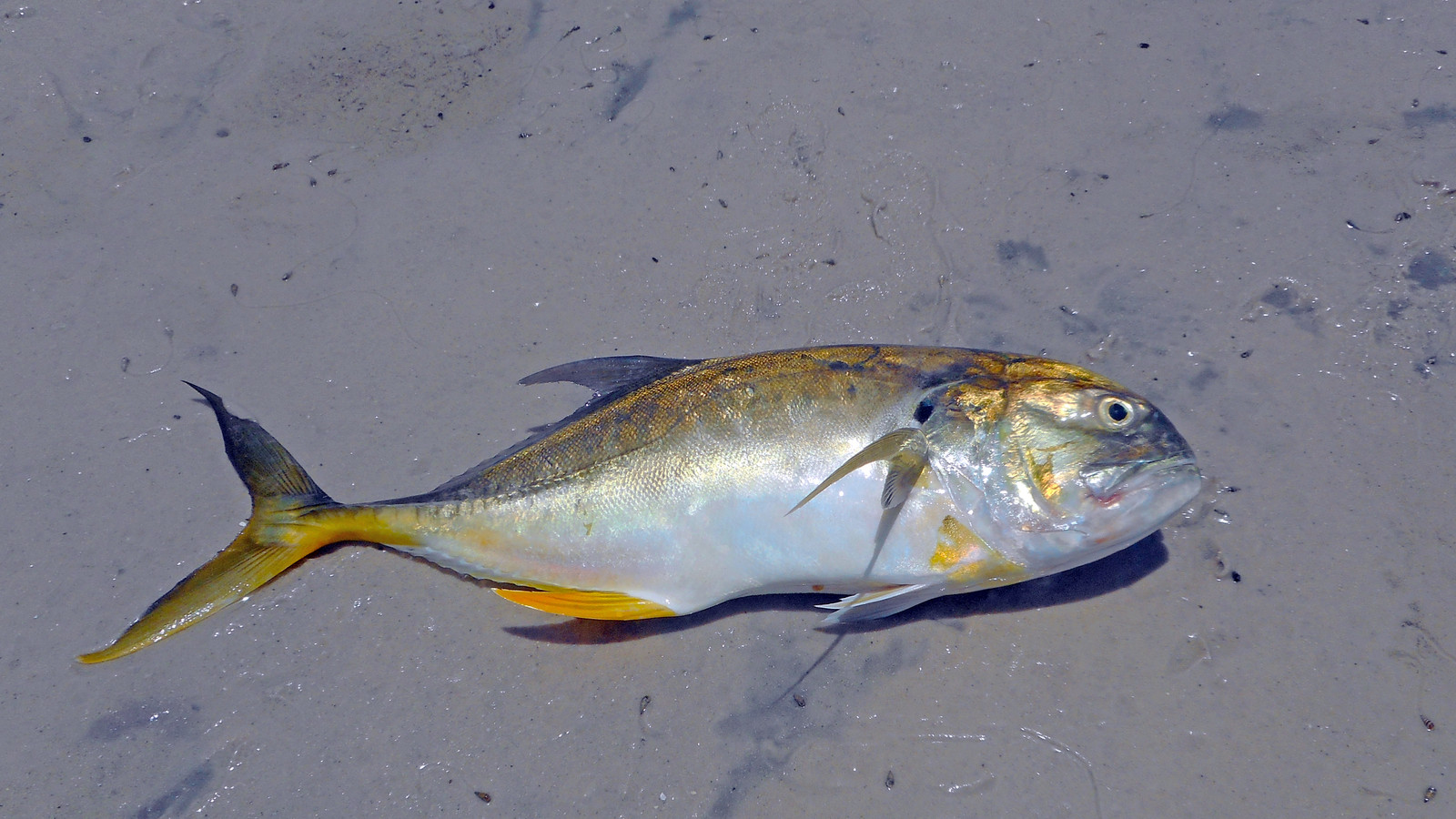 Fish
