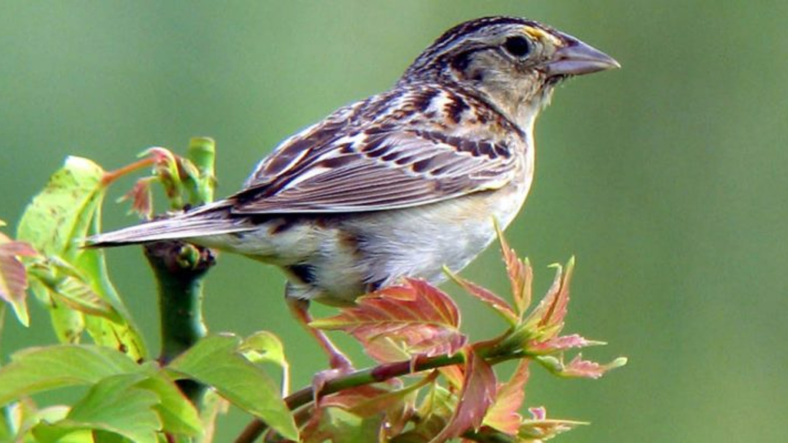 Detailed identification view of Florida Grasshopper Sparrow