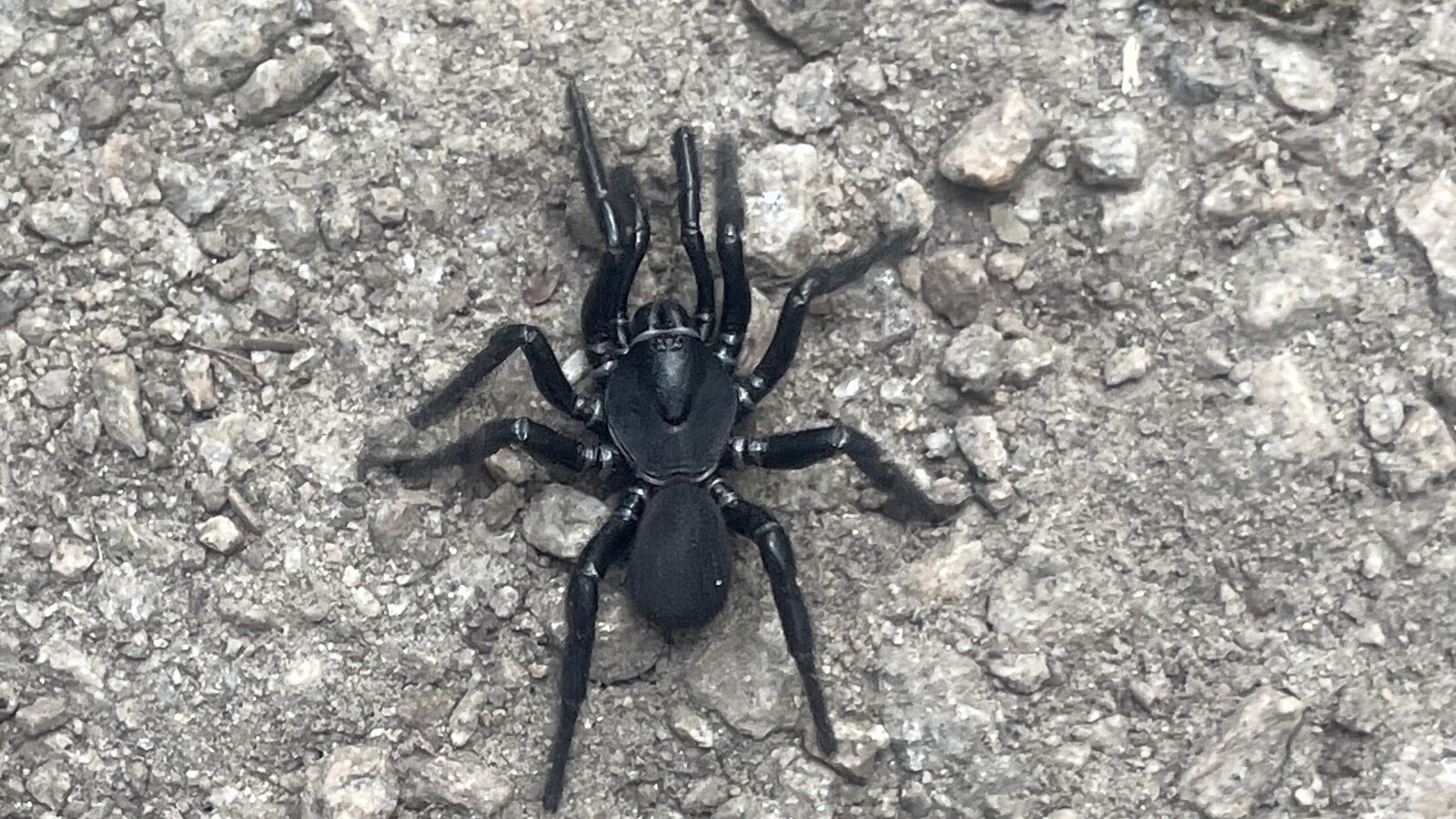 Dark Florida Trapdoor Spider walking across natural ground