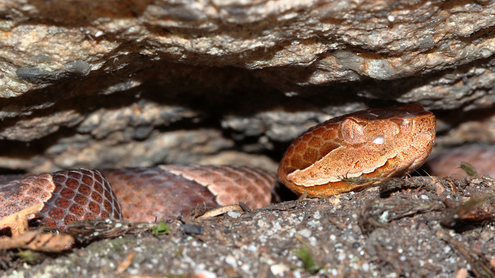 Eastern Copperhead resting among rocks showing copper-colored head