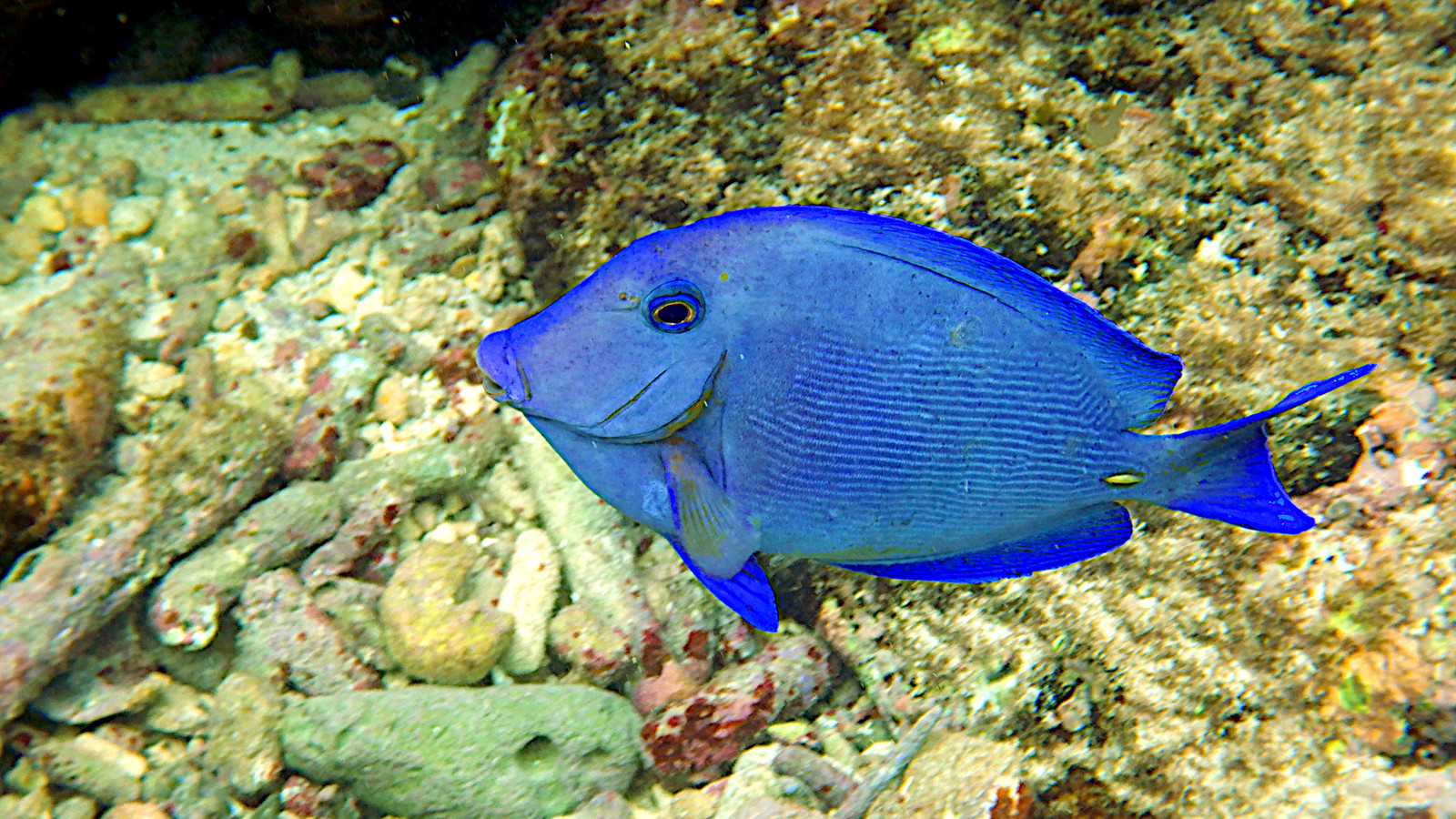 Adult Atlantic blue tang swimming over a Caribbean reef