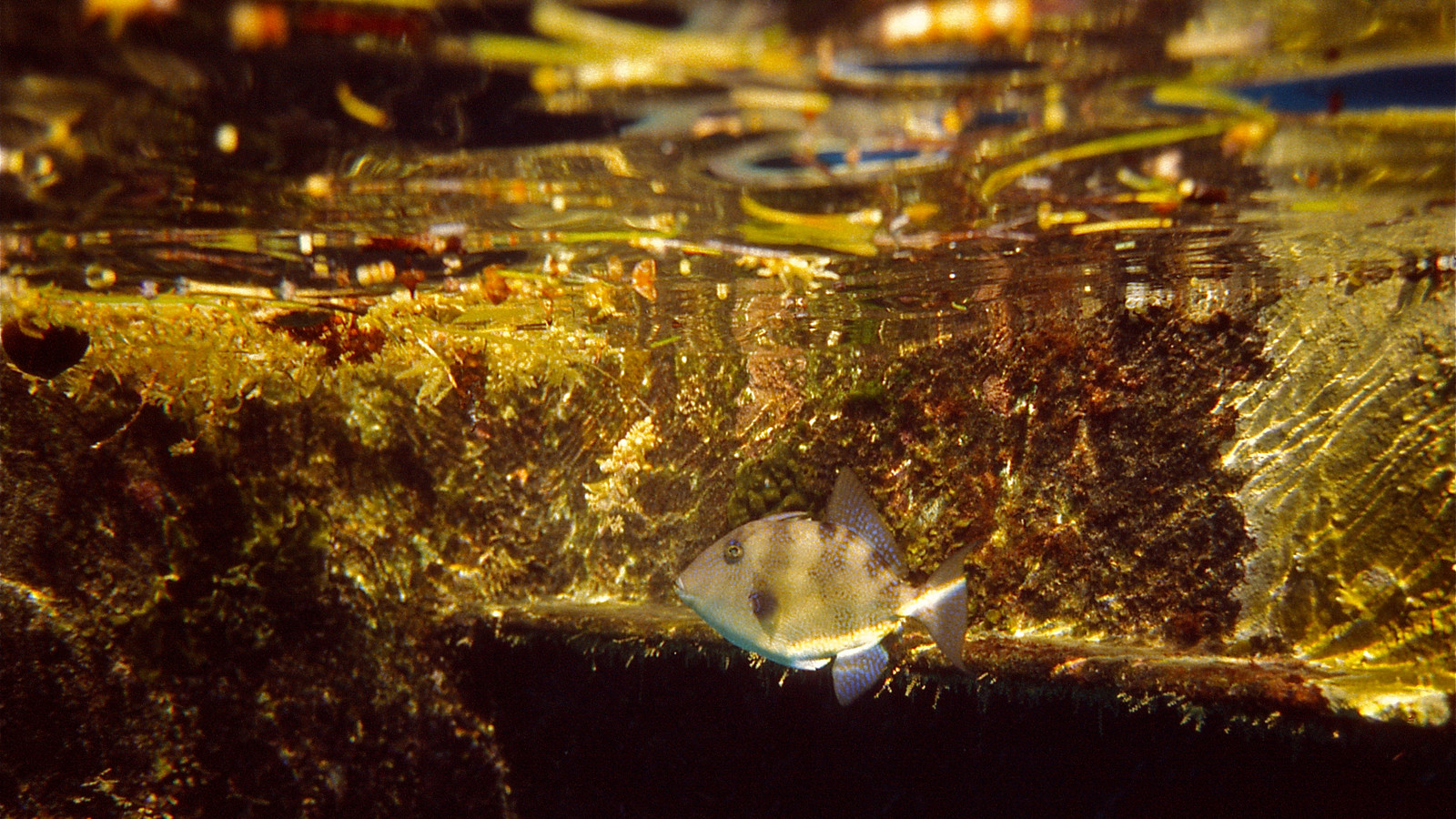 Juvenile gray triggerfish near floating Sargassum