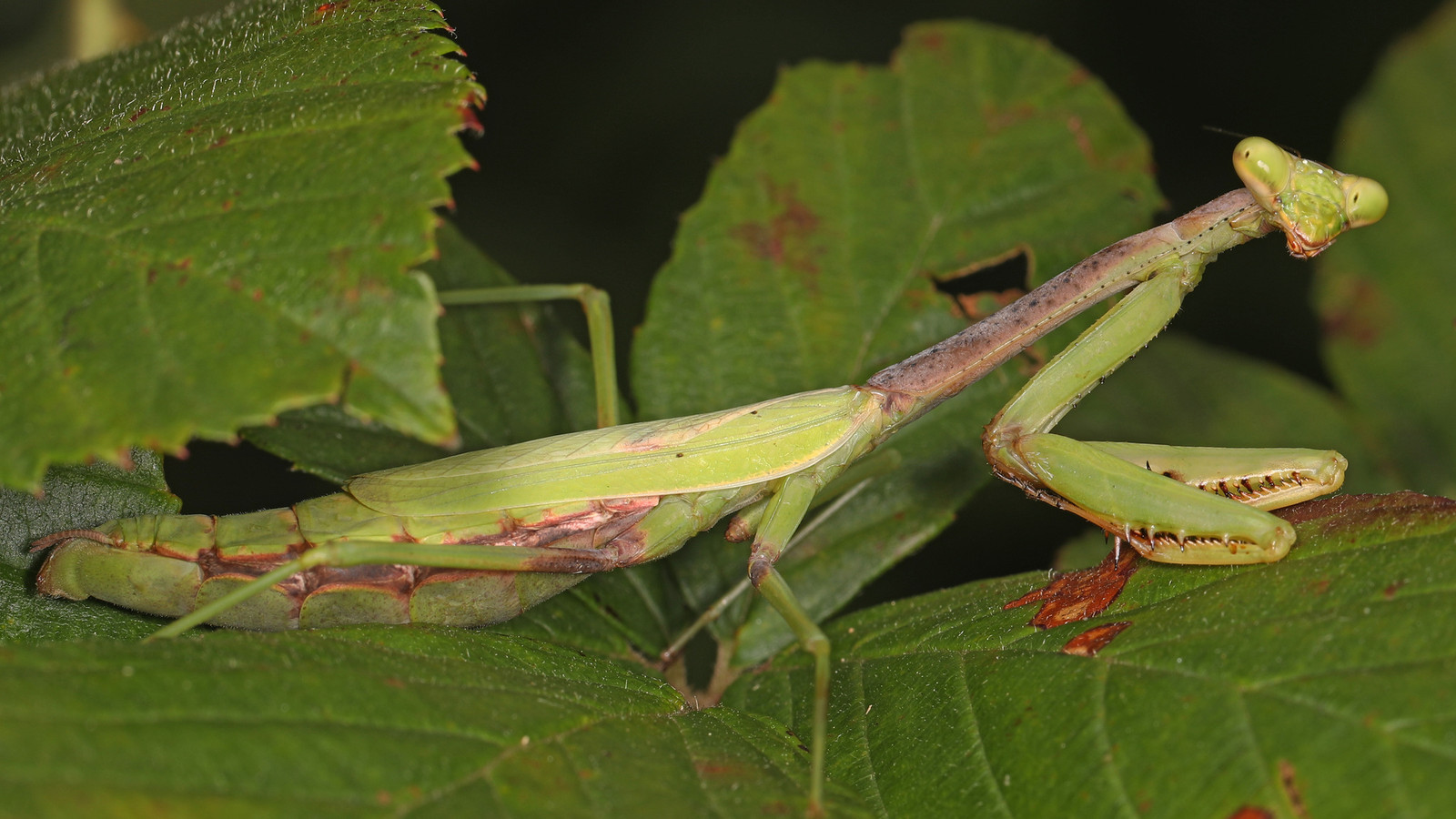 Carolina Mantid in characteristic Florida habitat