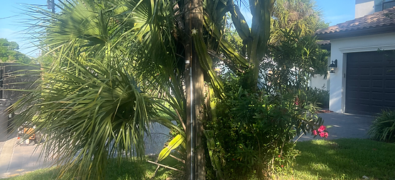 Trim Palms and Remove Vegetation