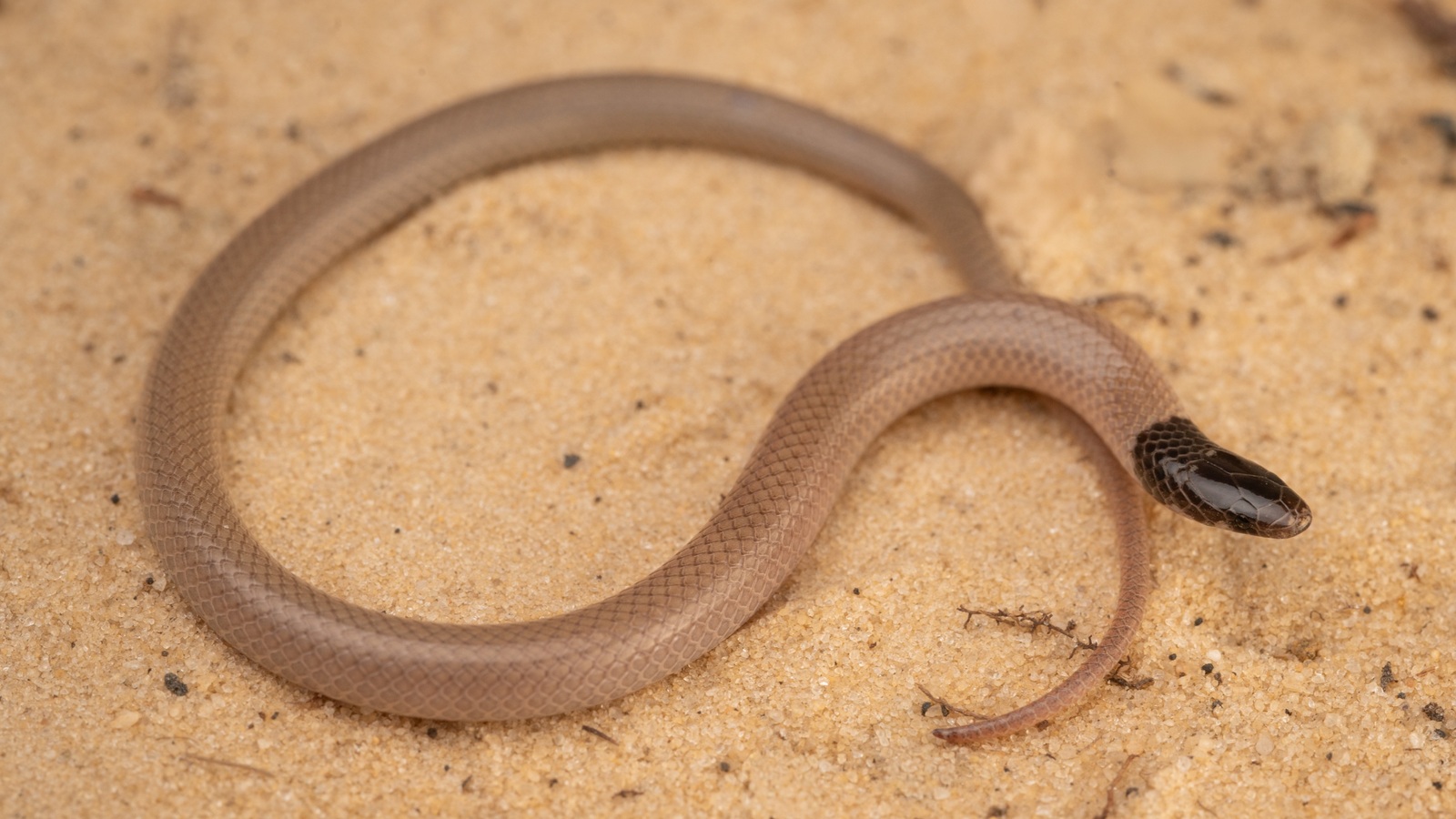 Detailed view of Florida Crowned Snake