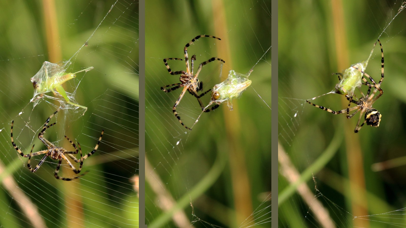 Silver garden spider with captured insect prey