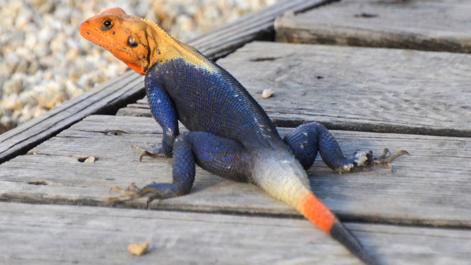 Colorful male Peters's rock agama resting on a wooden deck