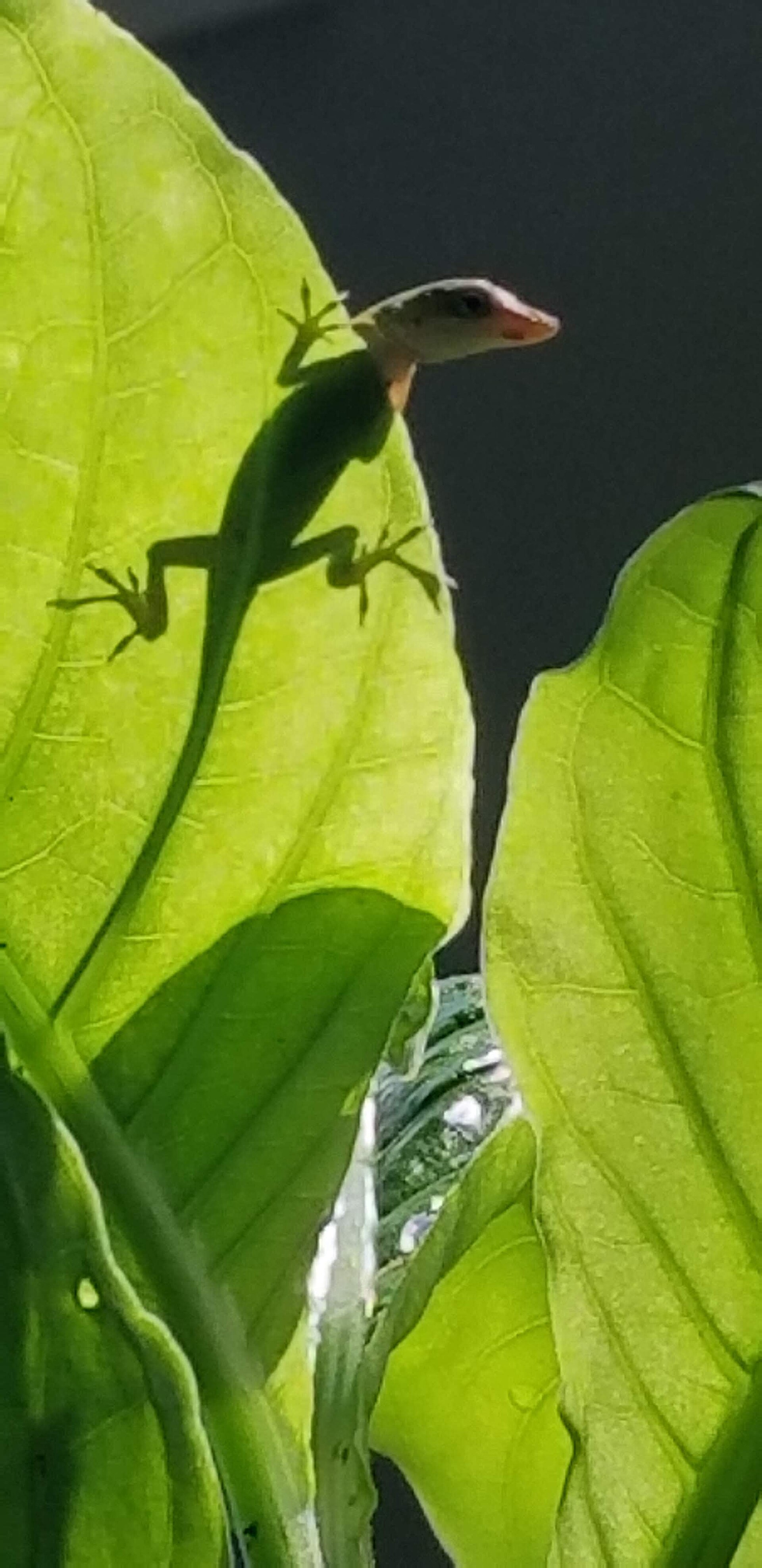Green anole displaying in a Florida garden
