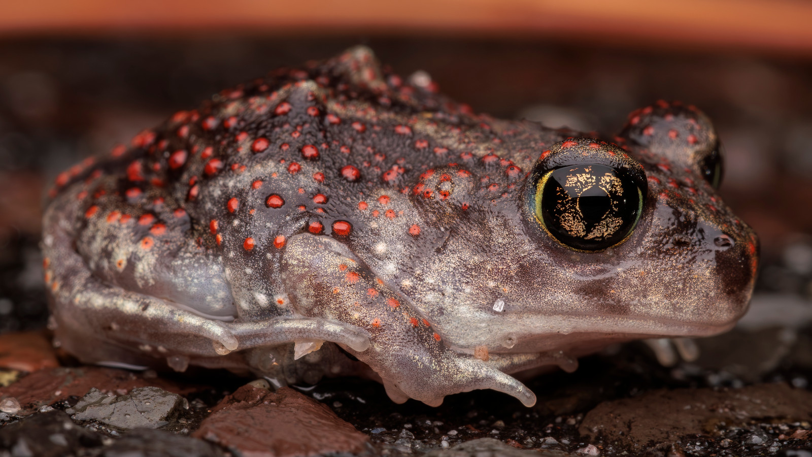 Detailed view of Eastern Spadefoot