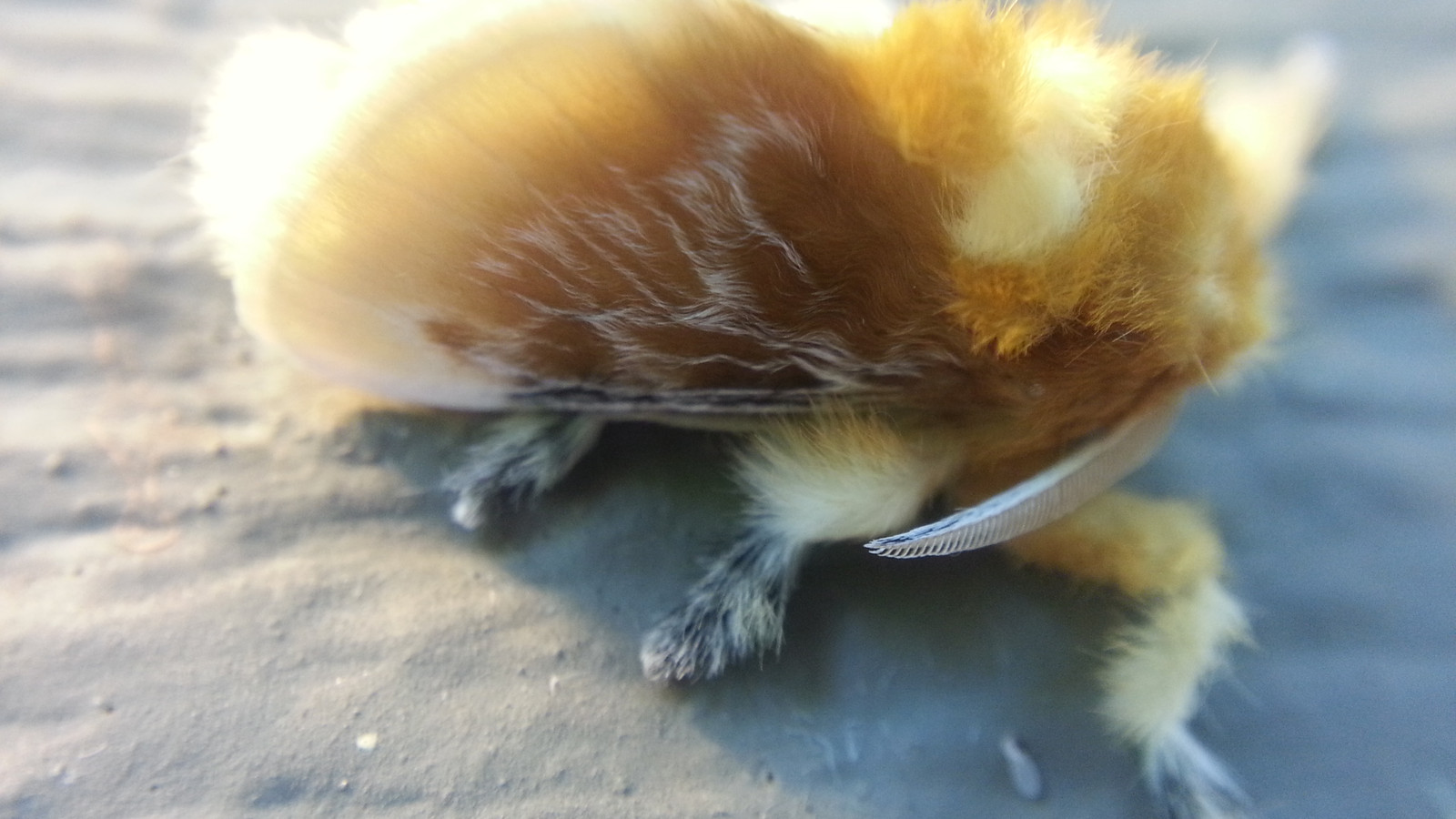 Adult southern flannel moth with dense golden hairlike wing scales