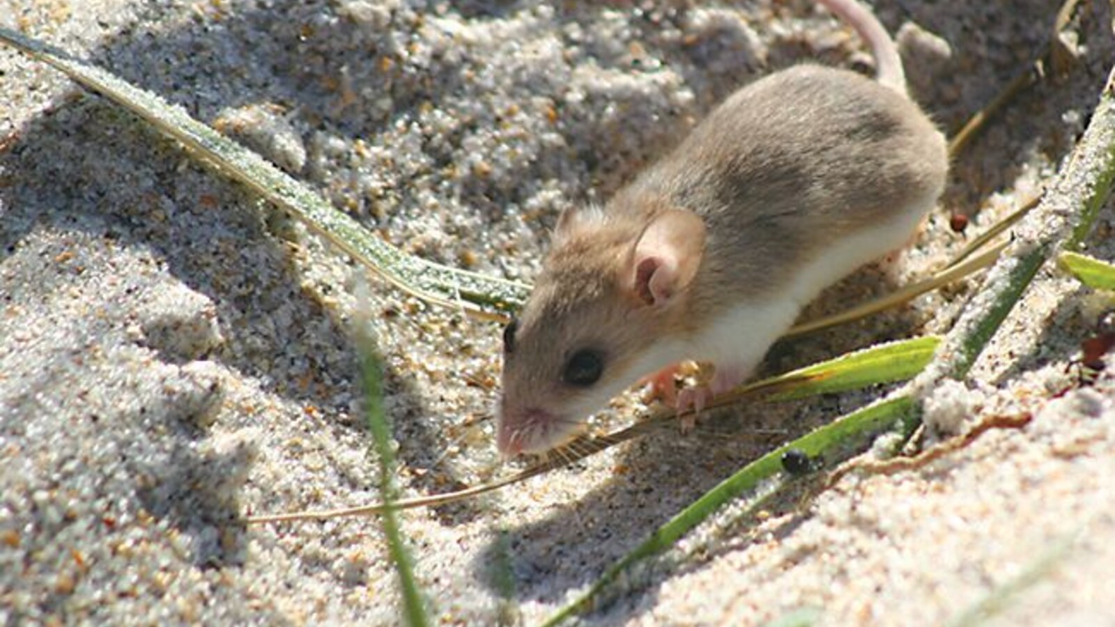 Mammal