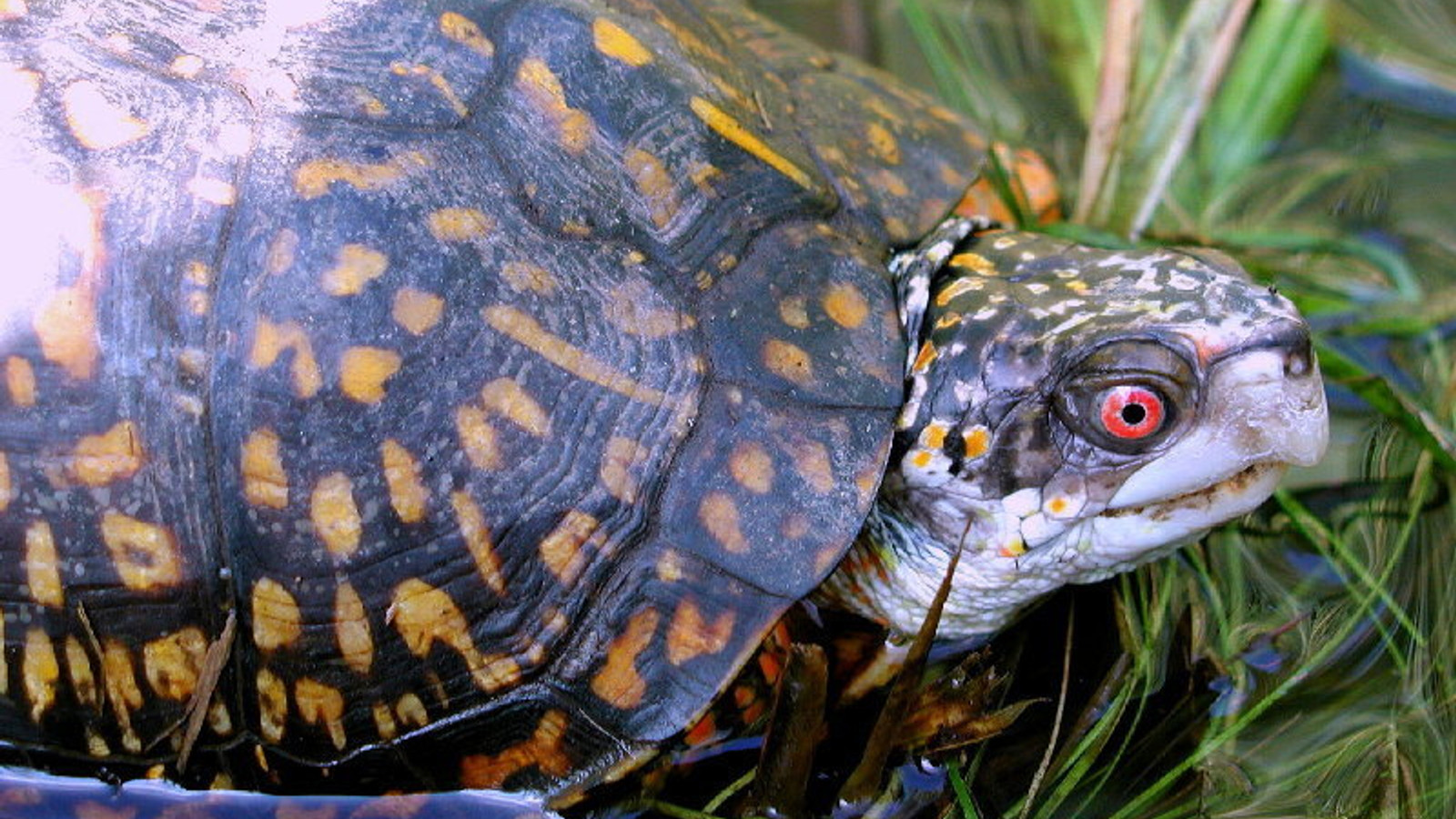Detailed identification view of Gulf Coast Box Turtle