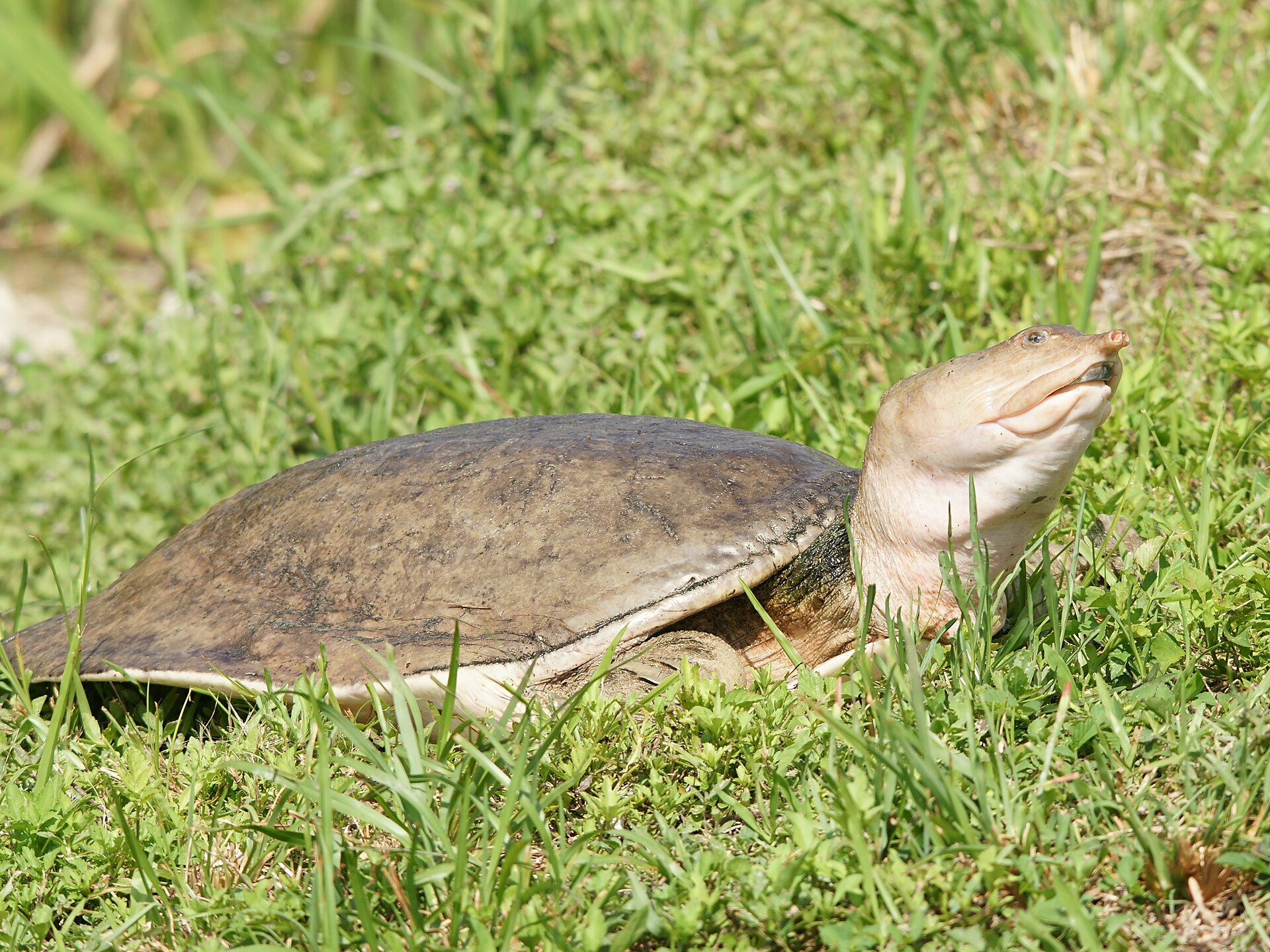 Reptiles