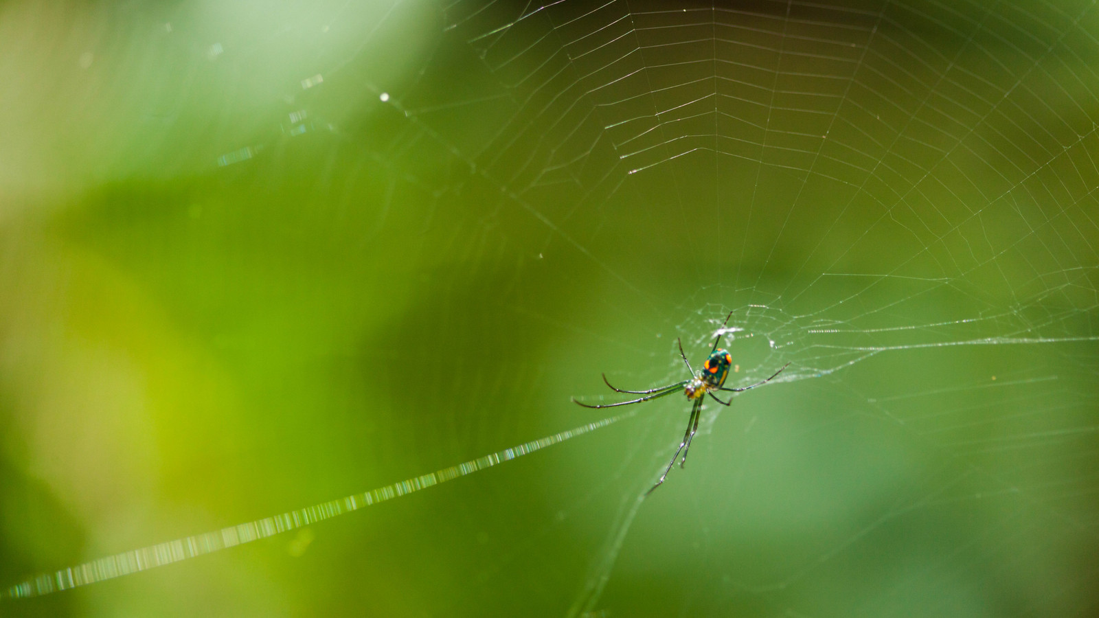 Detailed view of Orchard Orbweaver