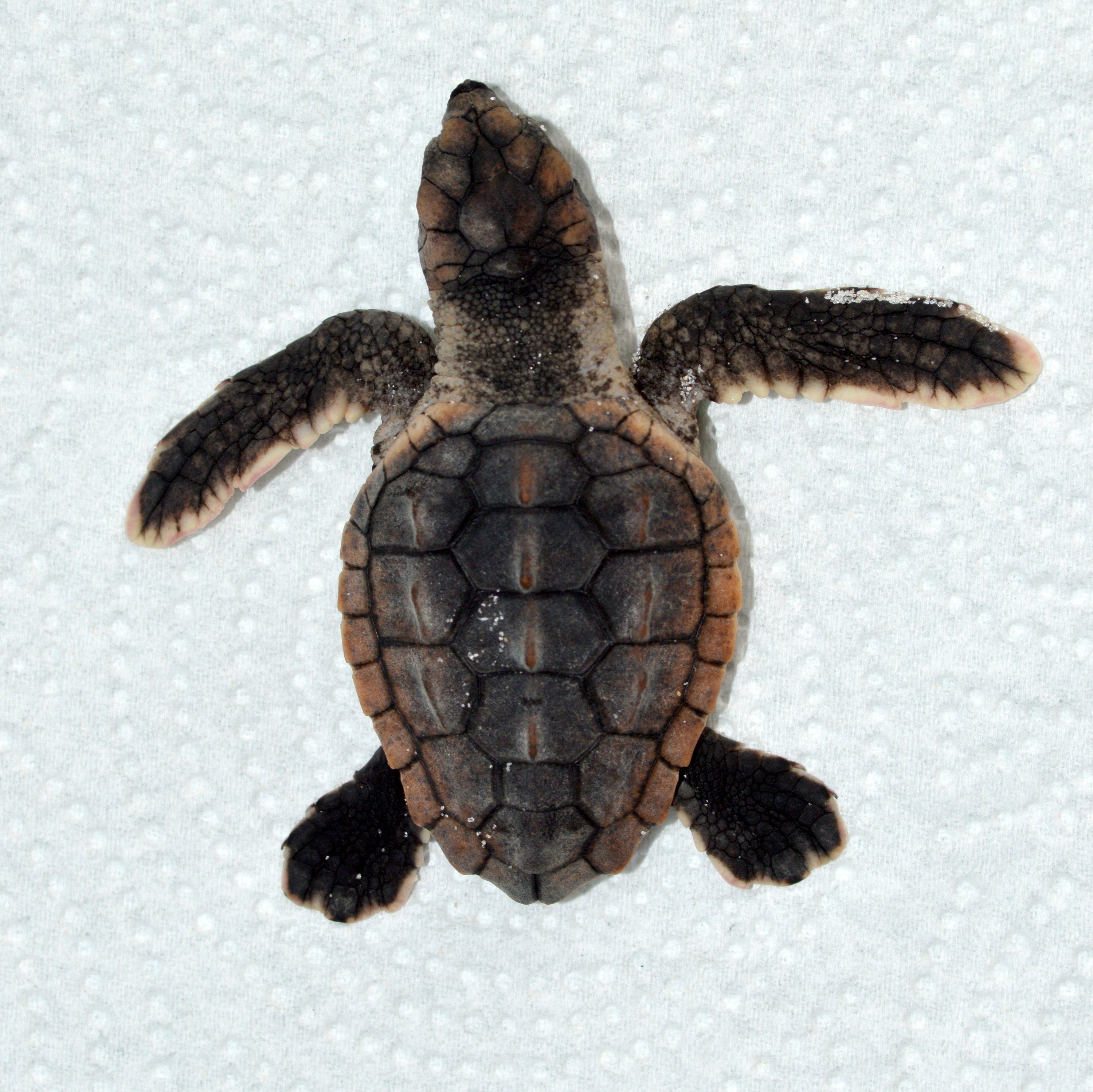 Second view of Loggerhead Sea Turtle