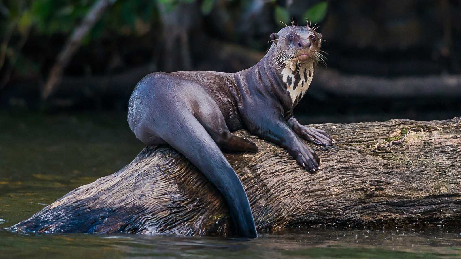 Detailed identification view of River Otter