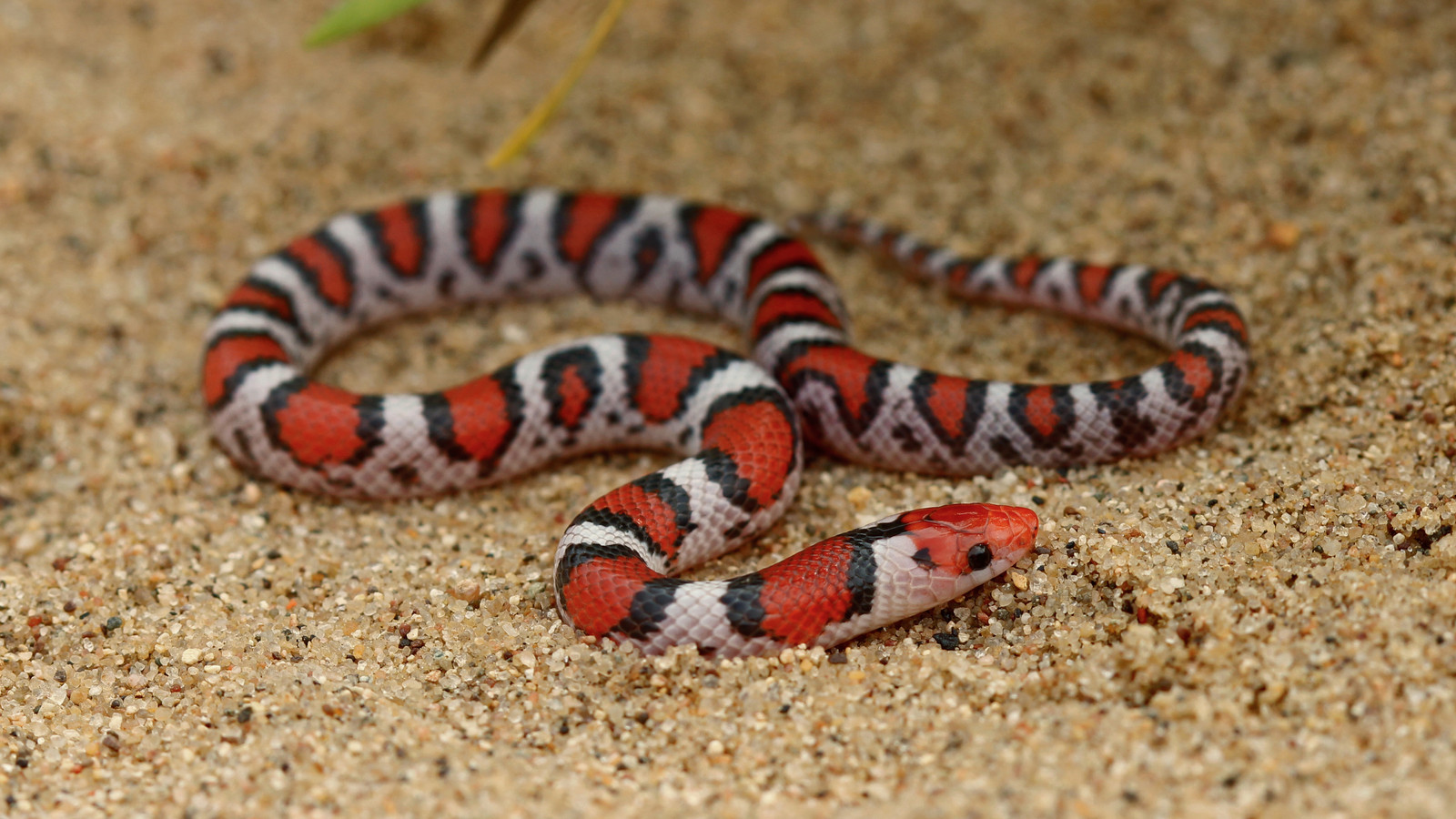 Scarletsnake coiled on sand, showing its red blotches edged in black and pale spaces