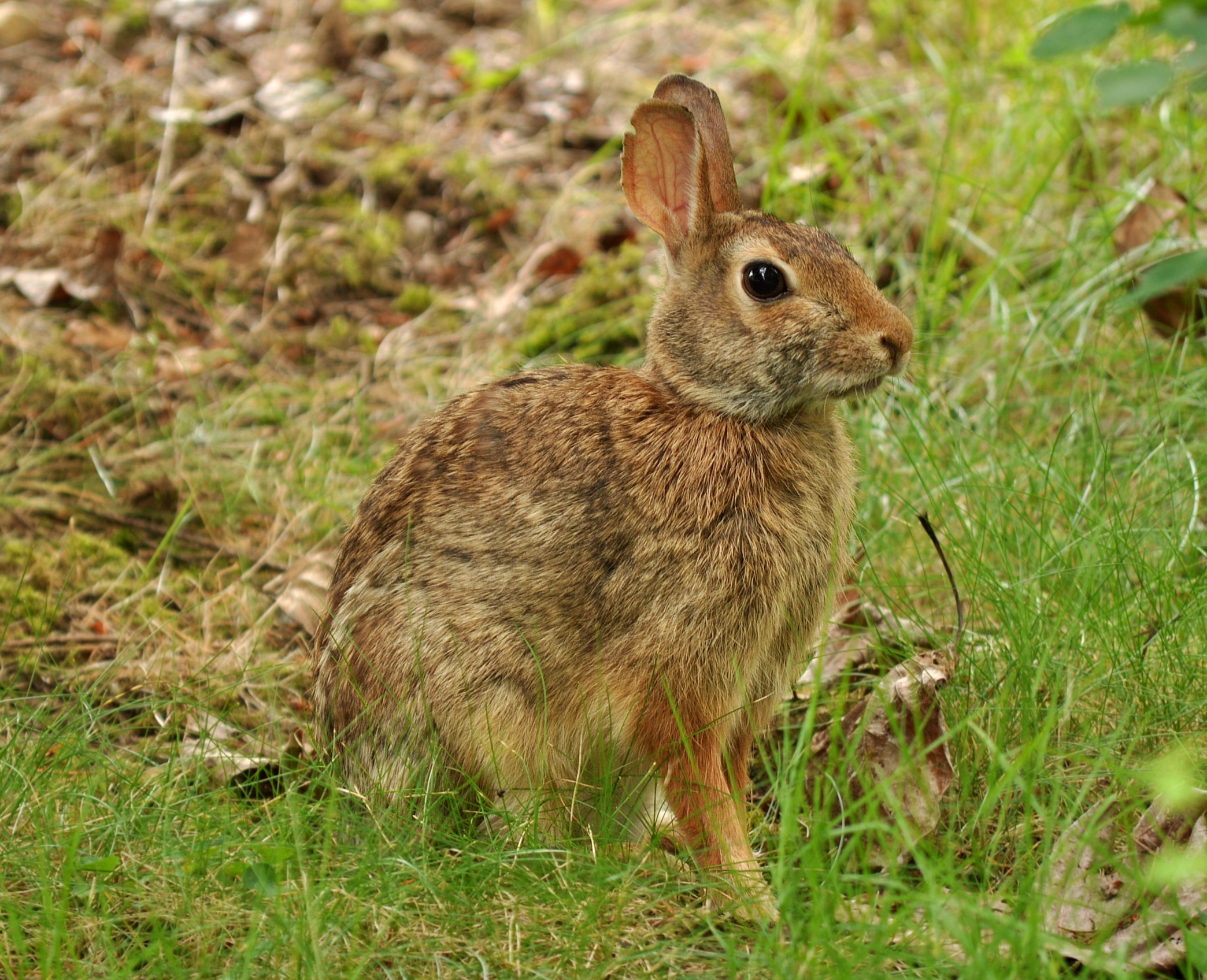 Second view of Eastern Cottontail