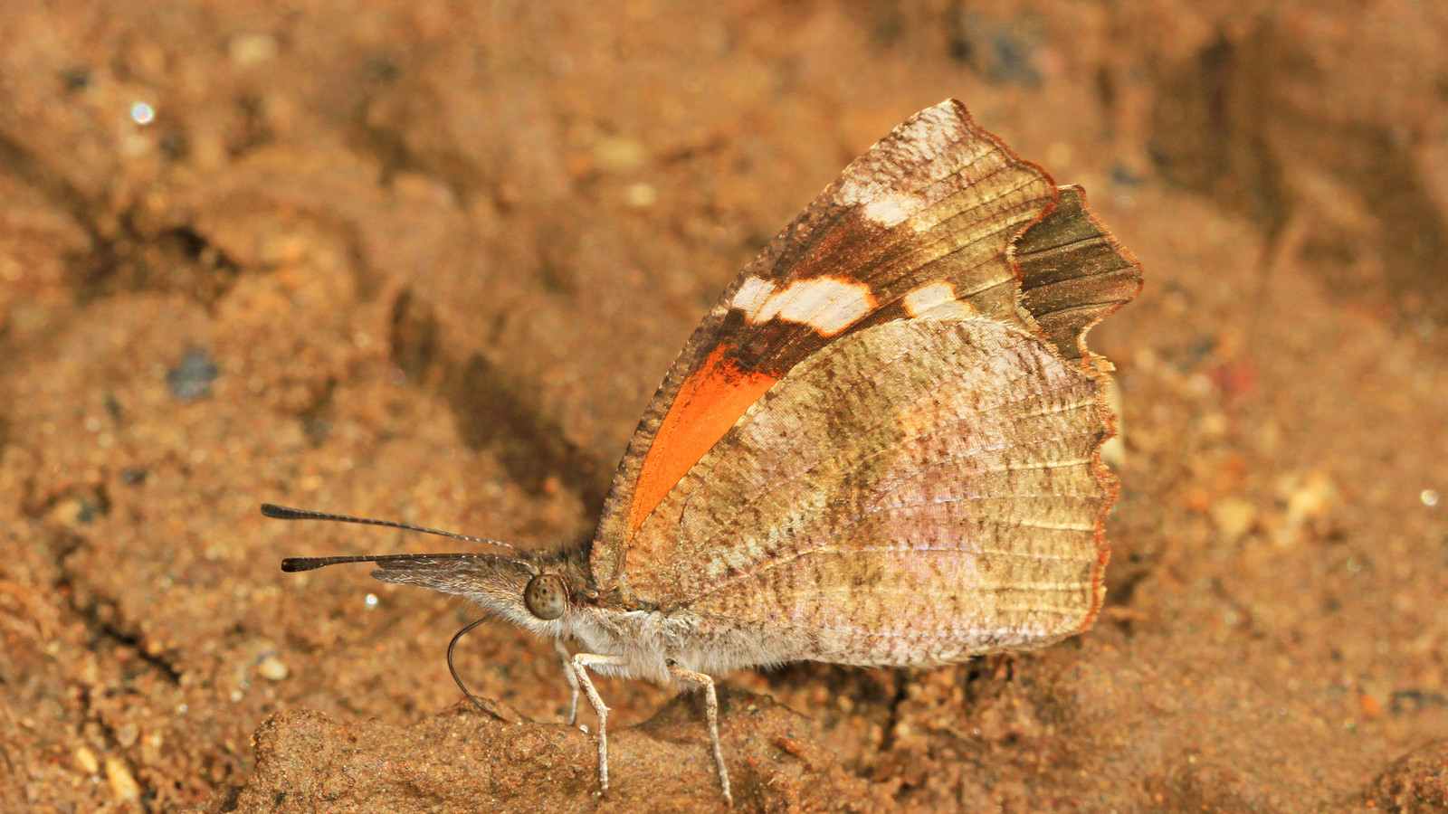 American snout butterfly resting on bare ground, showing its orange wing patch and long palpi