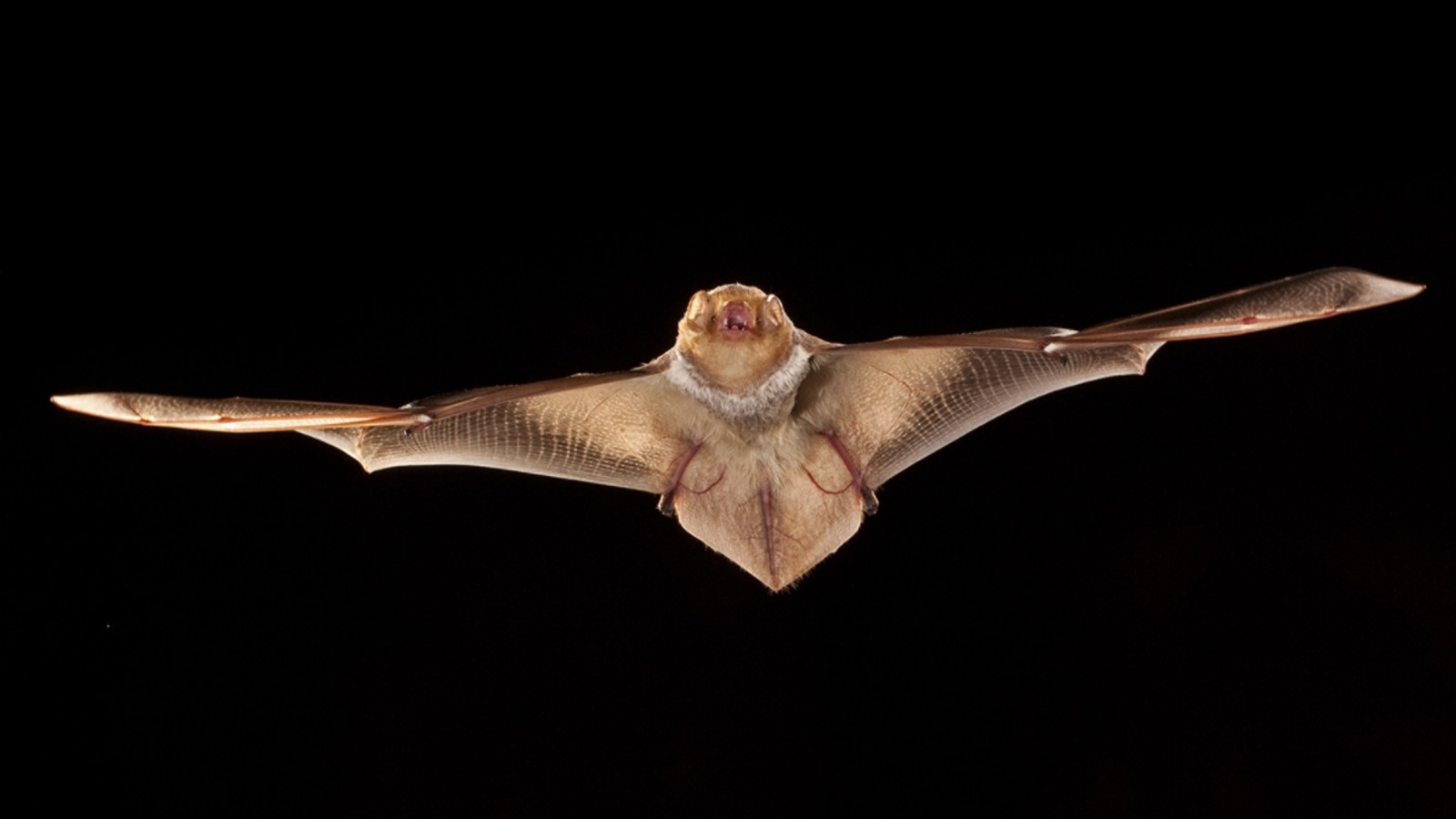 Mammal