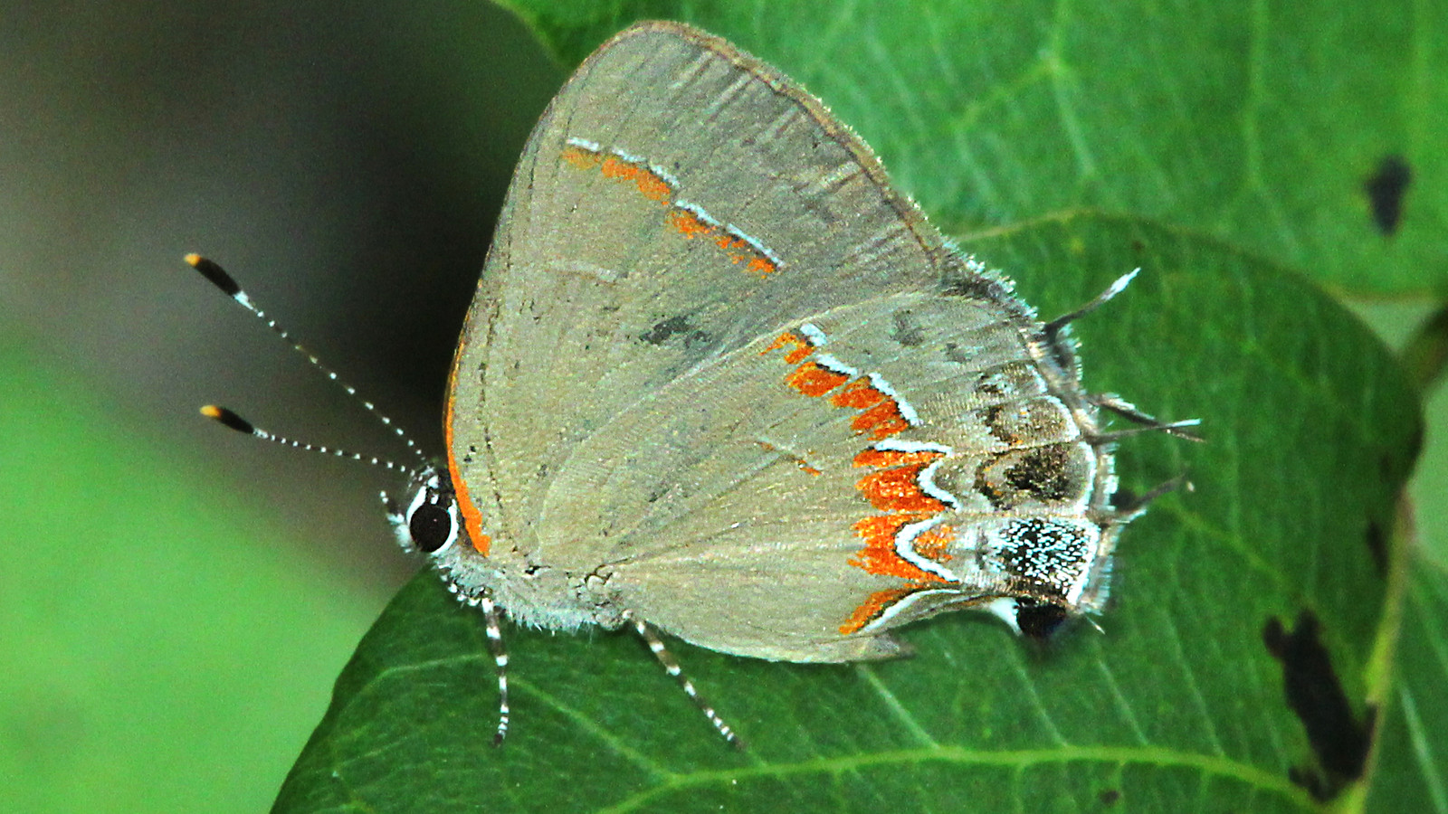Red-banded hairstreak butterfly showing gray-brown wings and orange-red band on a green leaf