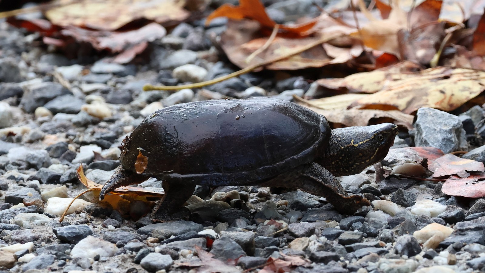 Common musk turtle walking over gravel and leaf litter