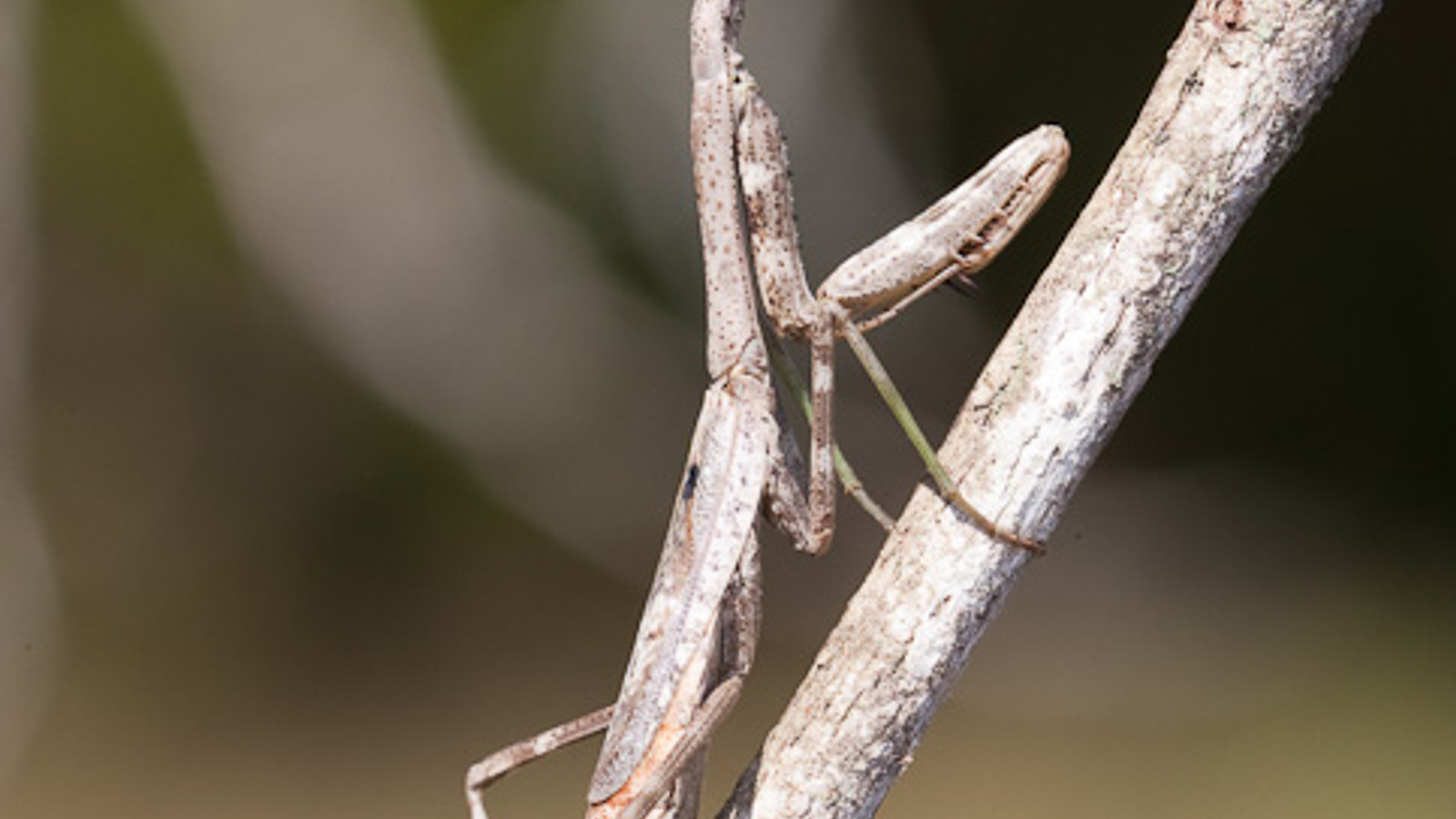 Detailed identification view of Carolina Mantid