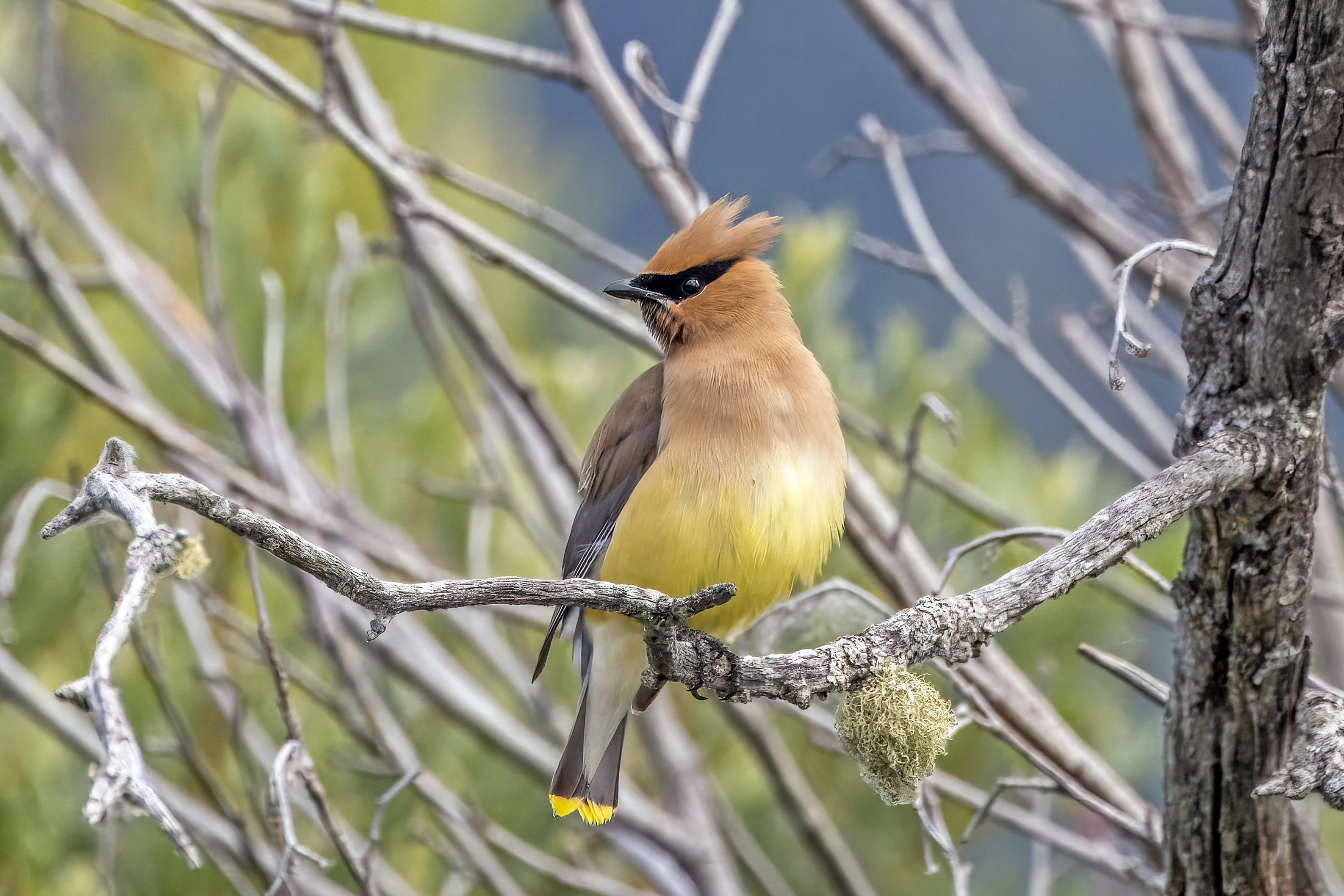 Cedar Waxwing perched among foliage with black mask crest and yellow tail tip
