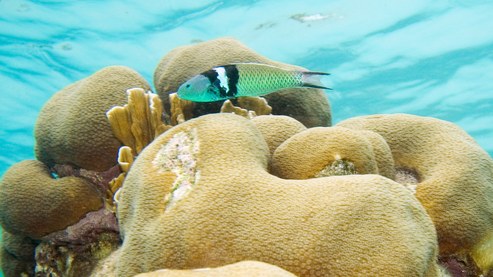 Bluehead wrasse swimming above a coral reef with blue head and contrasting bars